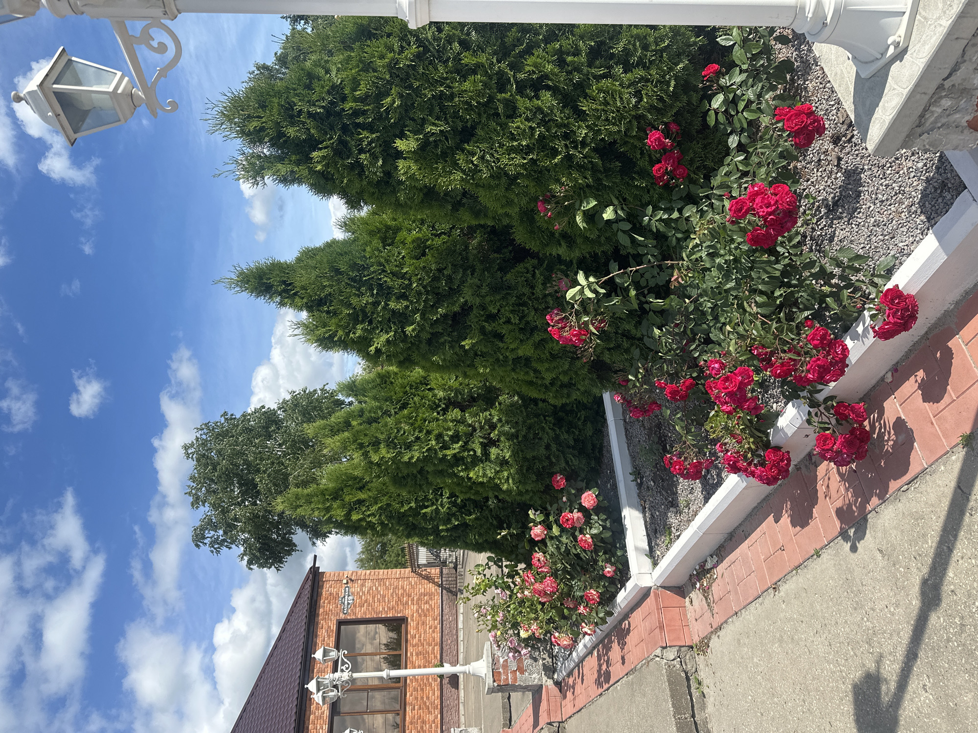 The image depicts a sunlit outdoor scene featuring a meticulously maintained flower bed. The foreground is dominated by a profusion of vibrant red roses, their blooms clustered densely, with some trailing down towards the brick pathway. Adjacent to the roses are several tall, conical evergreen trees, their dark green foliage creating a stark contrast. A white decorative lamppost stands prominently on the right side of the frame, partially obscuring one of the evergreen trees. Behind the flower bed and trees, a brick building with a dark roof is visible. A street lamp with multiple lights is affixed to the front of the building, near a window. The ground is a mix of asphalt and red brick paving, with small green shoots emerging from crevices. The sky above is a brilliant blue, dotted with fluffy white clouds, suggesting a clear and pleasant day. The overall impression is one of a well-kept urban or suburban garden setting in Arkadak, Russia, with an emphasis on decorative landscaping and architectural elements.