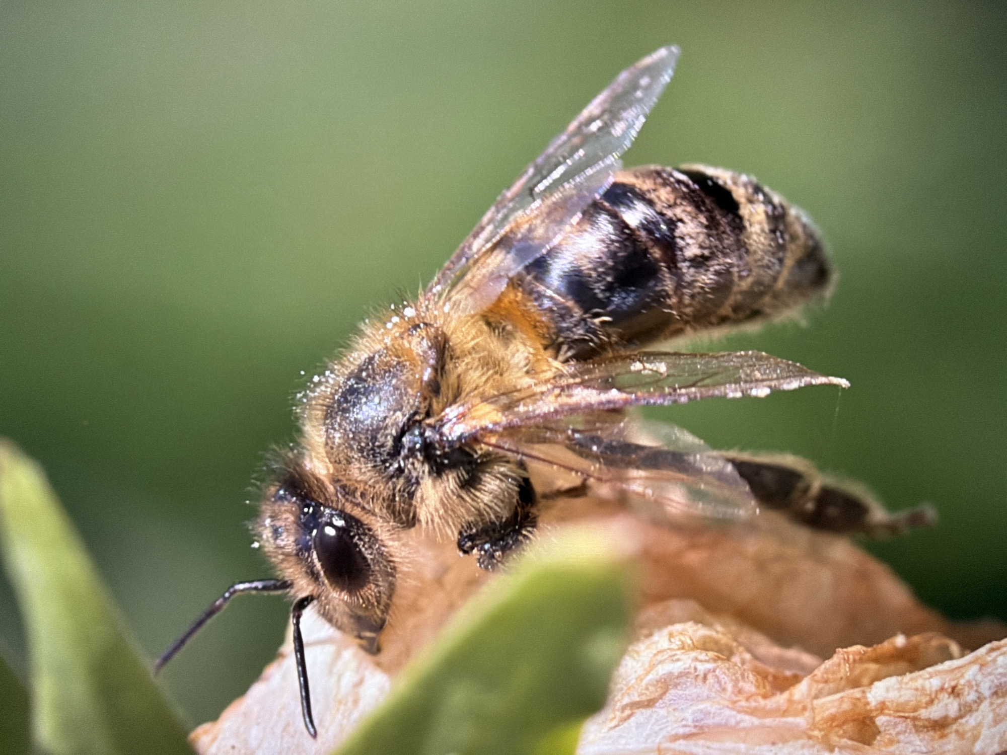 A close-up, eye-level macro photograph shows a European honeybee on a dry, brown petal of a flower. The bee is positioned on the right side of the frame, facing left and slightly upwards. Its body is covered in fine, golden-brown hairs, and its abdomen displays distinct black stripes. Tiny droplets of water or dew are visible on the bee's head and thorax. One of the bee's compound eyes is clearly visible, appearing dark and multifaceted. Its antennae extend forward, and its delicate, transparent wings are partially visible, catching the light and showing iridescent qualities. The bee is clinging to the textured surface of the petal, which is out of focus. The background is a soft blur of green, suggesting foliage or a garden setting. The lighting appears natural, highlighting the details of the bee and its immediate surroundings. There are no people or urban elements visible in the frame, making it impossible to determine a specific location within Kyiv, Ukraine.