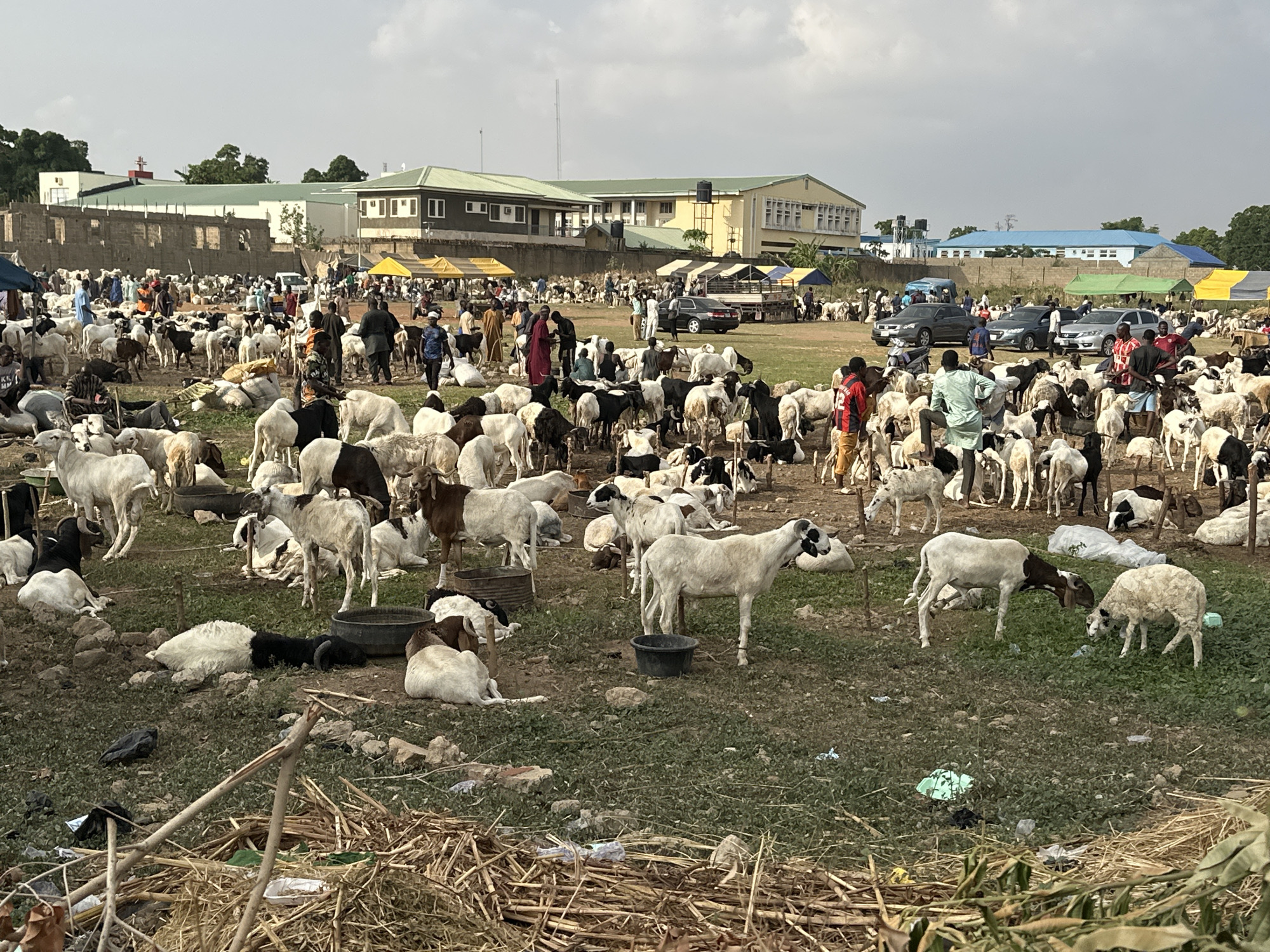 The image depicts a bustling livestock market in Unguwar Sarki, Nigeria. Numerous goats, primarily white and black, are densely packed across a dirt field dotted with patches of green grass. Some animals are standing, others are lying down. People mingle among the animals, some interacting with the goats, possibly examining or negotiating purchases. In the background, several vehicles, including cars and trucks, are parked on the edge of the market area. Buildings are visible in the distance, some partially obscured by the crowd and livestock. Debris and litter are scattered across the foreground. Several black buckets are present near the animals, possibly for water or feed. The sky is overcast.