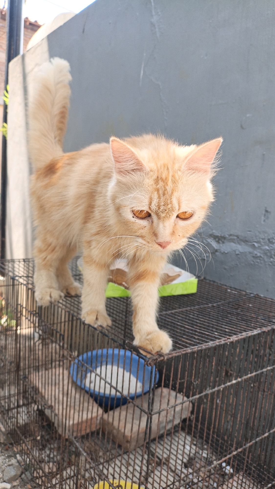 A ginger-colored cat stands on top of a metal cage with a blue bowl of white food in it. The cat has orange eyes and a bushy tail. It is looking down at the food. The cage appears to be outdoors, with a gray wall and some greenery in the background. The scene is likely in Cikal, Indonesia, given the context.