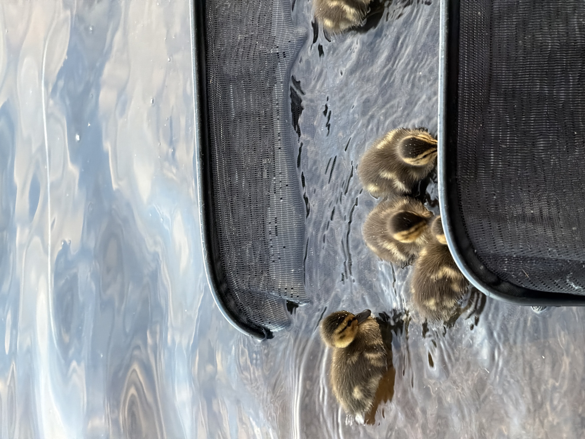 A close-up, eye-level shot captures a group of four ducklings swimming in dark water. The ducklings are small and fluffy, with brown and yellow markings. They are positioned in the lower half of the frame, with the water filling the majority of the image. Two black mesh nets are visible, one in the foreground at the bottom and another curving into the frame from the top right. The water has ripples and reflects the sky, which appears cloudy and pale blue. The scene suggests a natural environment, possibly a pond or lake, and could be located in or near Chaikovsky, Russia, where such wildlife is common.