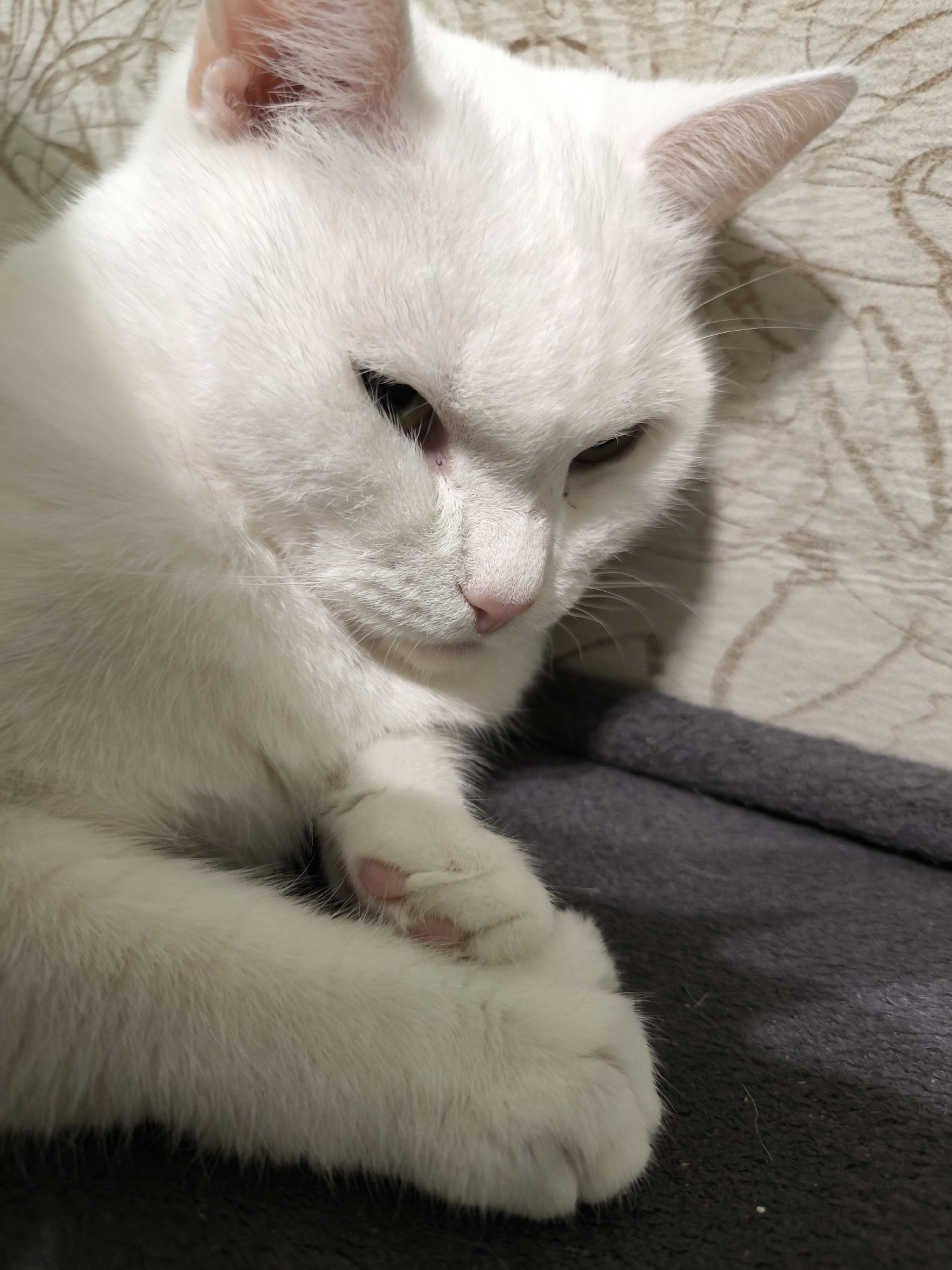 A close-up, eye-level, indoor shot shows a white cat lying down with its head turned to the right, looking downwards. The cat's fur is soft and white, with some light gray undertones visible in the shadows. Its eyes are partially closed, and its pink nose is prominent. One of its front paws is resting on top of the other, with visible pink paw pads. The cat is lying on a dark gray blanket, which is placed on a surface with a textured, light-colored fabric in the background, possibly upholstery. The overall lighting is dim, creating soft shadows. There is no information in the image that suggests it is located in Kudrovo, Russia.