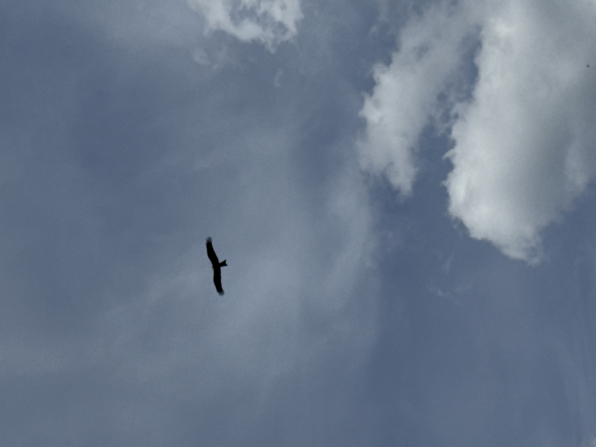 A bird is flying in the sky. The sky is cloudy. There is no evidence to suggest this image was taken in Chaikovsky, Russia.