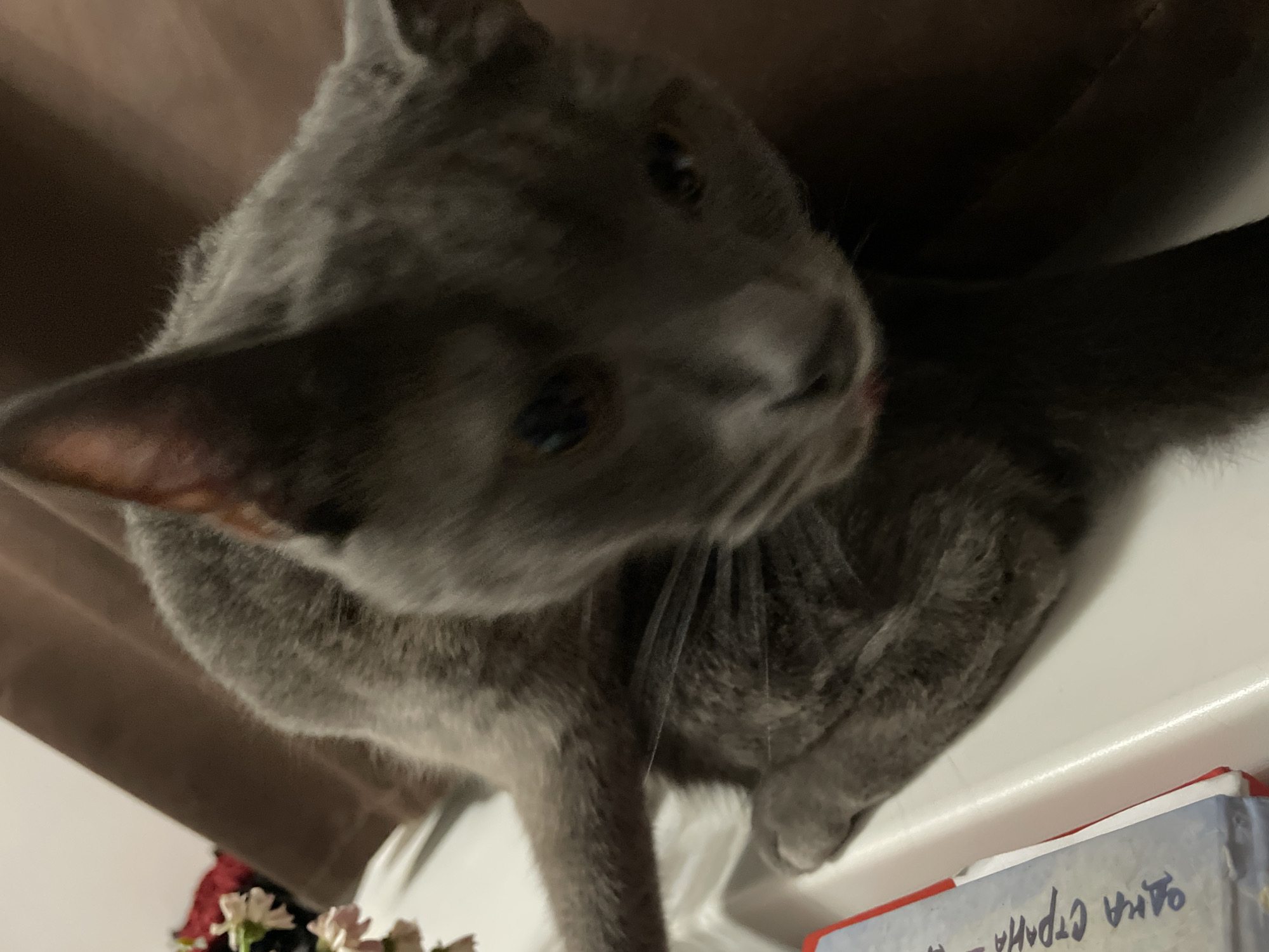 A close-up, slightly blurry, over-the-shoulder shot shows a grey cat with its head bent down, licking its paw. The cat is sitting on a white surface, possibly a windowsill, with a brown curtain visible in the background. To the left of the cat, a small bunch of pink and red flowers is partially visible, as is a portion of a book or box with blue and red markings and some Cyrillic text. The overall impression is of a domestic setting. There is no identifiable connection to Sochi, Russia.