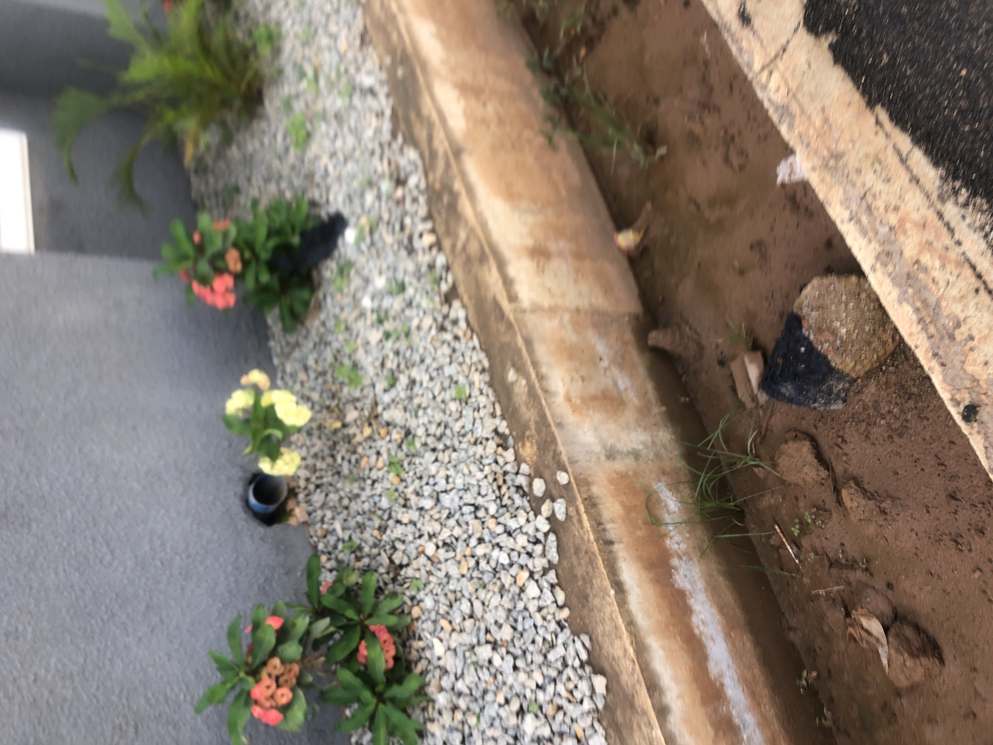 In Bar Jirgi Summa, Nigeria, an outdoor scene shows a gray textured wall with a dark blue pipe protruding from it. Several plants with green leaves and small pink and yellow flowers are positioned around the pipe and in front of the wall, set against a backdrop of small gray gravel. To the right of the pipe, a larger green plant with broad leaves is visible. In the foreground, a concrete drainage channel runs horizontally, stained with brown and white. The channel is filled with muddy water and contains debris, including a dark, rough-surfaced object and several brown, rounded rocks. A few blades of green grass are growing in the muddy channel. The edge of a black asphalt surface is visible at the bottom right of the frame.