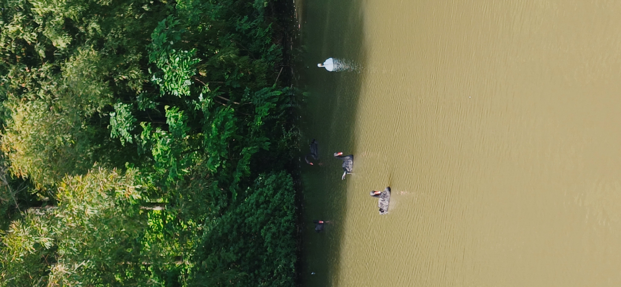This aerial or high-angle photograph captures a natural scene, divided between a lush green bank on the left and a body of water on the right, under bright daylight conditions.
The left side of the frame is densely covered with a variety of trees and bushes, displaying vibrant green foliage. The vegetation appears healthy and abundant, forming a thick natural barrier.
The right side of the image features a body of water with a distinct earthy brown or yellowish hue. Subtle ripples are visible across its surface, suggesting gentle movement or a light breeze.
Several swans are present in the water. Closer to the green bank, at least three black swans are visible, with one seemingly wading at the water's edge. Further into the water, a lone white swan gracefully swims, leaving a slight wake behind it.
The scene depicts a tranquil moment of wildlife within a verdant setting. The absence of people or artificial structures emphasizes the natural environment. Given the location context of Chongqing High-tech Zone, this is likely a managed park or a natural reserve within the area. No text is visible in the image.