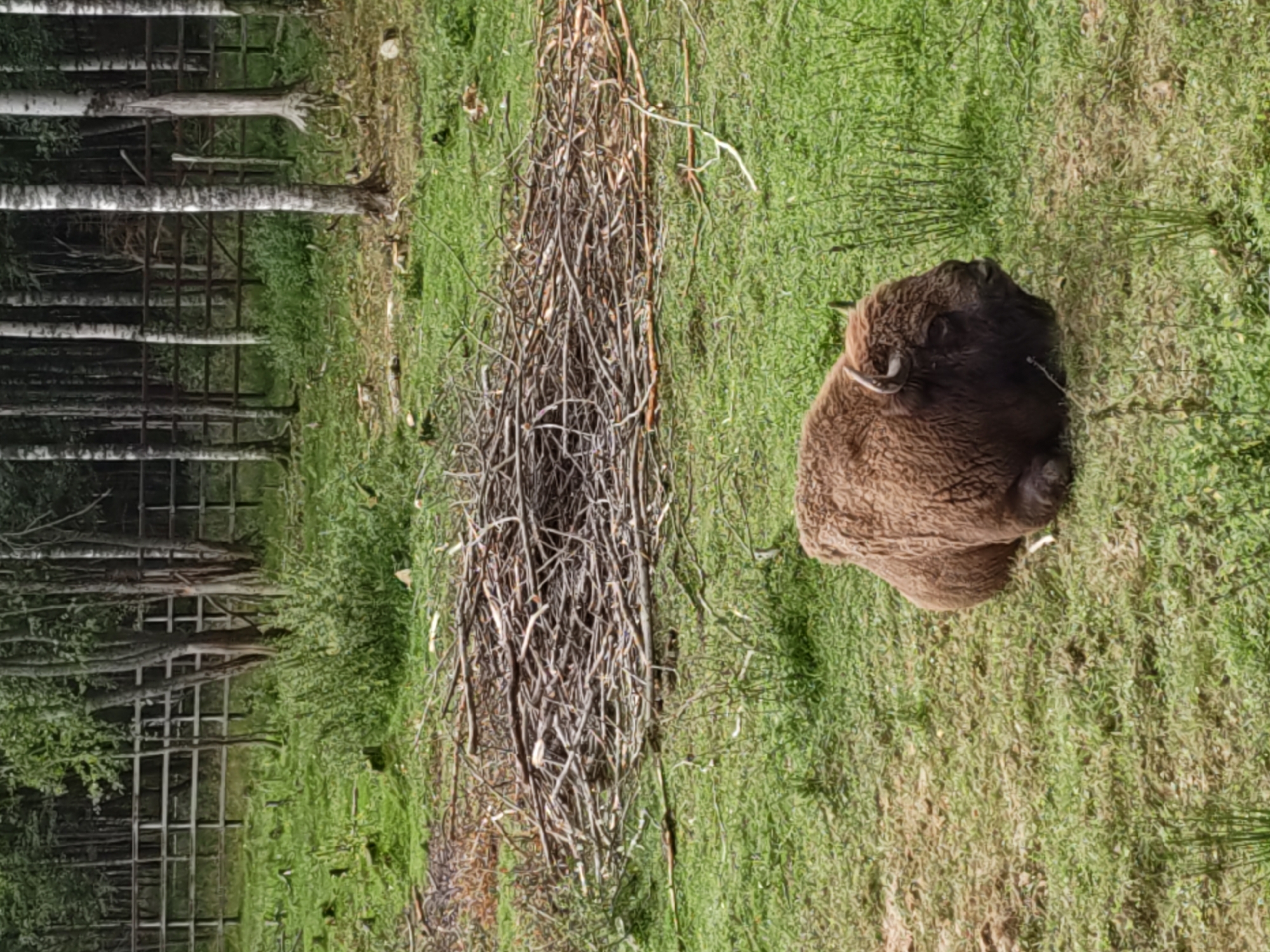 An adult European bison with brown fur and curved horns is lying down in a grassy field. Behind the bison, a large pile of dried branches and sticks is visible. In the background, a wooden fence runs horizontally across the scene, separating the field from a dense forest of trees. The environment appears to be a rural or park-like setting, potentially in or around Dorishchi, Russia, given the context. The ground is covered in green grass, with some patches of exposed earth. There are no people or other animals visible in the frame. The lighting suggests it is daytime, with natural sunlight illuminating the scene.