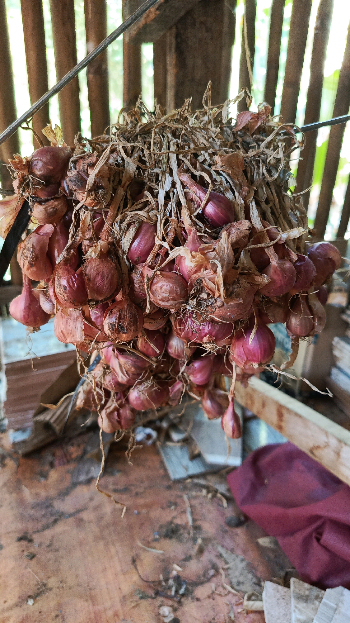 A bunch of red onions is hanging from a wire, drying. The onions are small and round, with dry, papery skins. They are attached to a central stalk by their roots. The background is a wooden structure with vertical slats, and some greenery can be seen through the gaps. The scene appears to be outdoors, possibly in a rural setting. The onions appear to be in a state of harvest or preservation. The overall impression is one of rustic simplicity and the natural process of food preparation. The image was taken in Bajang, Indonesia.