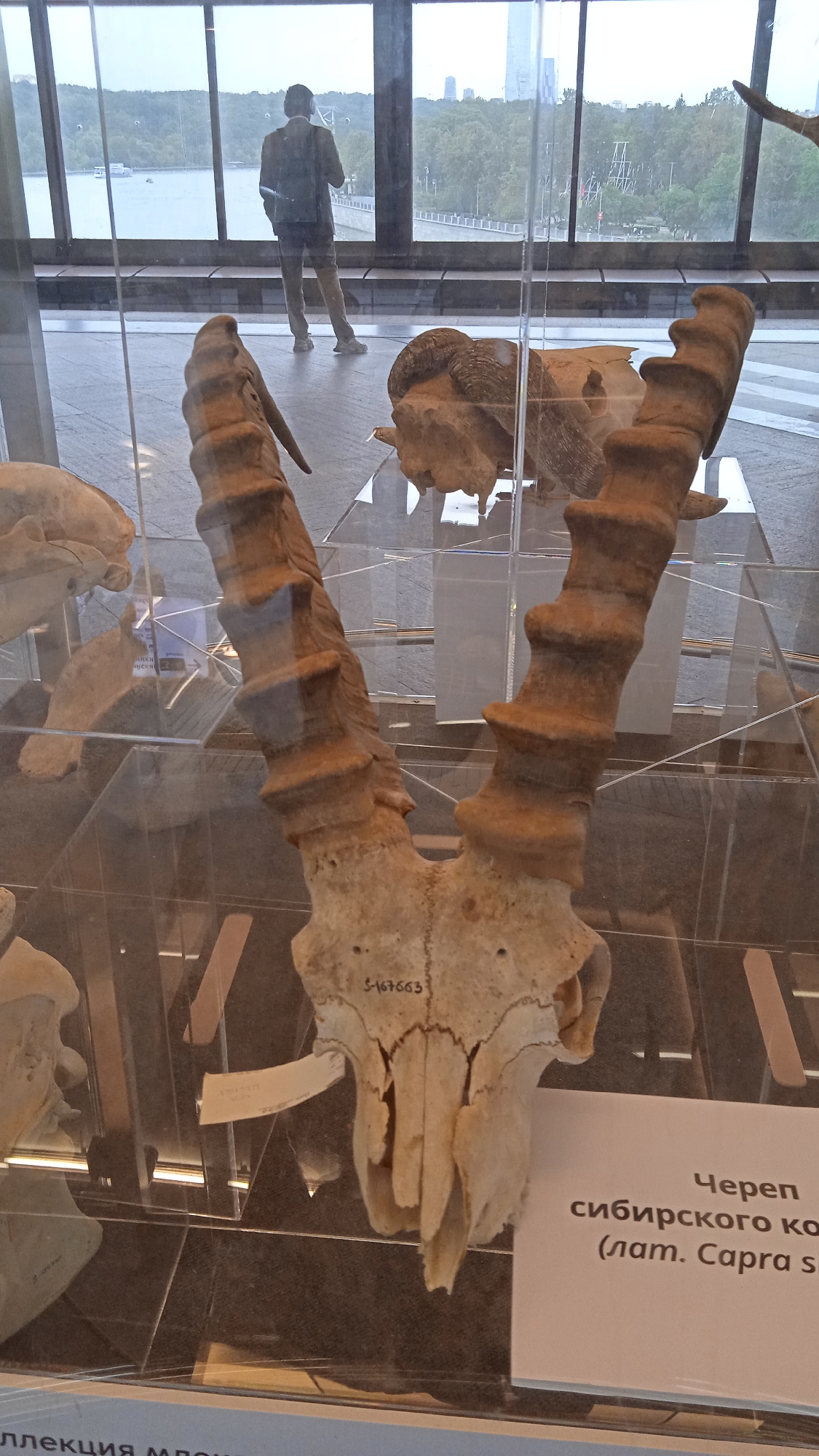 A museum display case contains the skull of a Siberian ibex (Capra sibirica). The skull is light brown with large, ridged horns that curve backward. A label in Russian, reading "Череп сибирского козла (лат. Capra sibirica)", is placed in front of the skull. In the background, through a large window, a cityscape with trees and water is visible. A male figure in a suit stands by the window, looking out. The overall environment appears to be a public exhibition space.