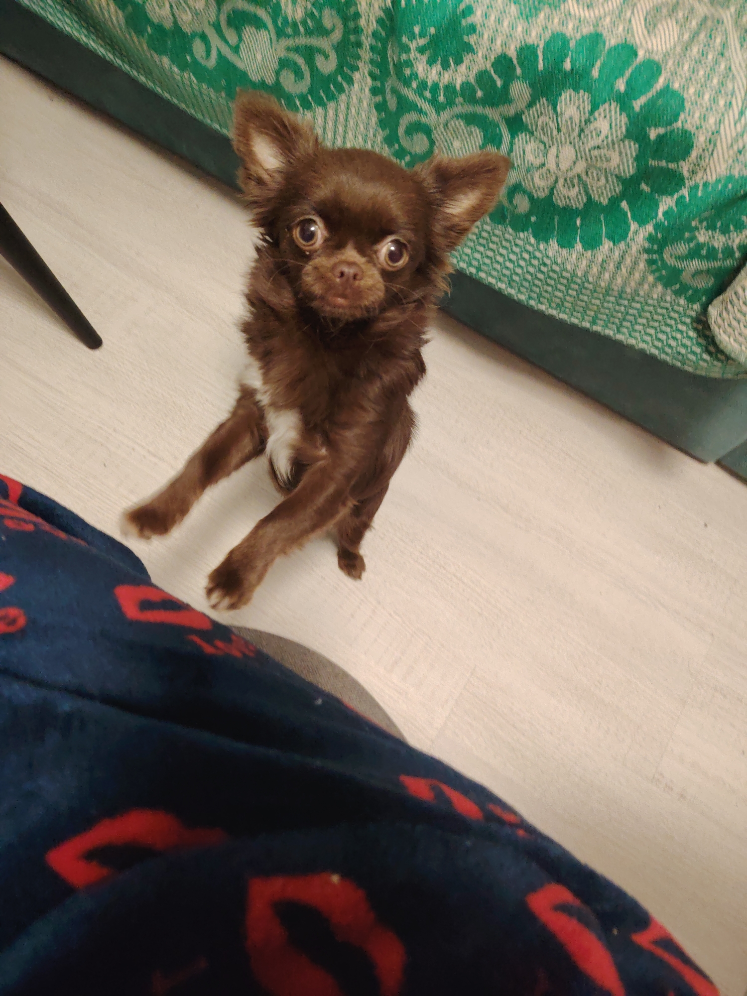 A small, long-haired brown dog, likely a Chihuahua, is the central subject of this indoor photograph. The dog is captured mid-action, standing on its hind legs with its front paws raised slightly, looking directly at the camera with wide, alert eyes. It has distinct white fur patches on its chest.
The setting appears to be a domestic interior. The dog stands on a light-colored floor, possibly laminate or wood. In the background, a piece of furniture, likely a couch or bed, is covered with a green and white patterned blanket featuring a dense floral or geometric motif. A dark, slender furniture leg is visible on the left side of the frame. The foreground shows a partial view of a person's lap or leg, covered by a dark blue fabric with a repeating pattern of bright red, stylized lip shapes. The lighting is soft and even, typical of an indoor environment. There is no visible text in the image. The dog's posture and intense gaze suggest it is either playing, seeking attention, or anticipating something from the person holding the camera.