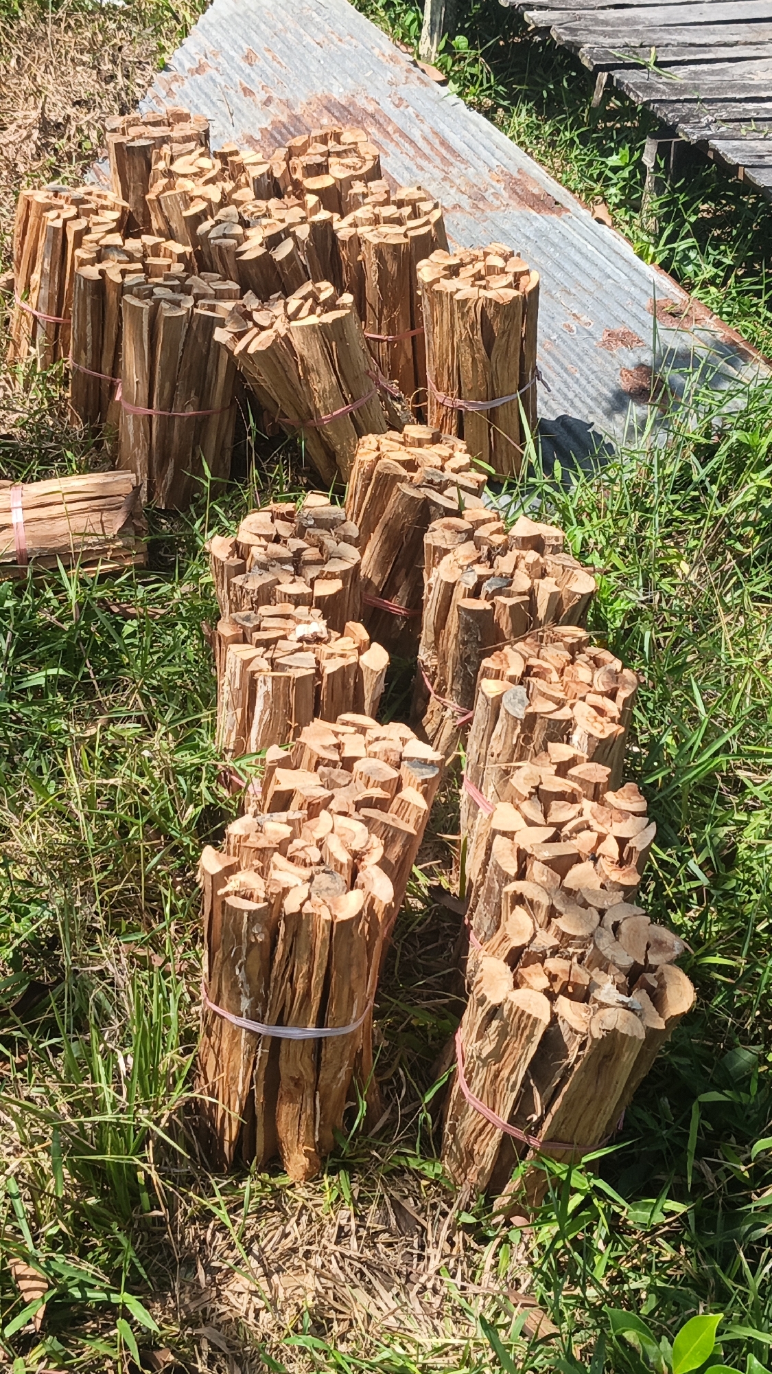 In Sungai Rasau, Indonesia, numerous bundles of dried wood, likely for burning or crafting, are arranged on the ground amidst green grass. Some bundles are tied with pink twine, while others appear to be unbound. A weathered, corrugated metal sheet lies horizontally in the background, partially obscured by the wood. To the right of the metal sheet, a wooden structure, possibly a walkway or platform, is visible. The scene is illuminated by natural sunlight, casting shadows on the ground. There are no people or animals present in the image.