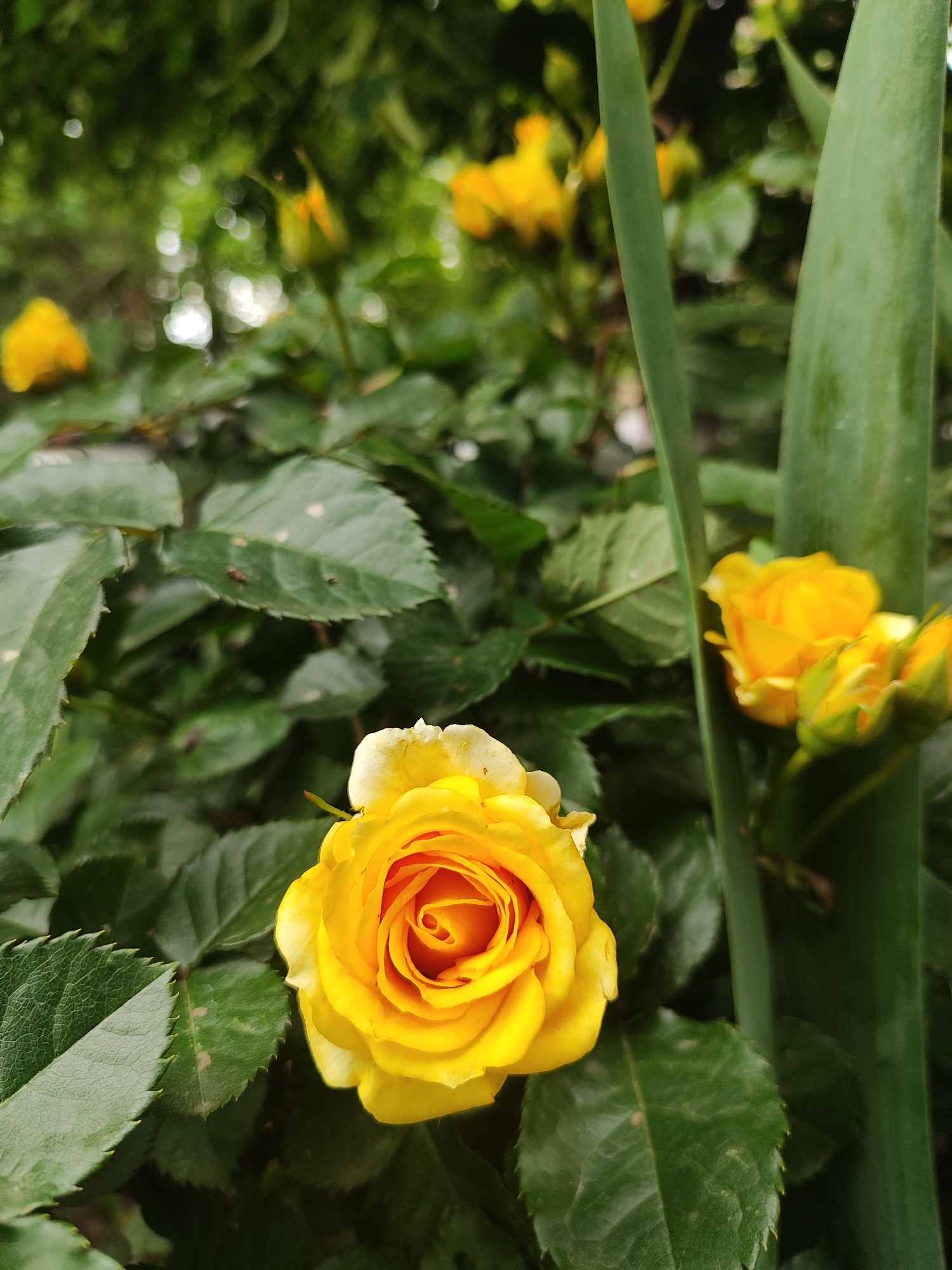The image shows a close-up of a yellow rose in a garden setting. The rose is in focus, displaying its petals and spiral pattern. Several other yellow roses and buds are visible in the background, along with green foliage and elongated green stalks of a plant similar to a lily. Some of the leaves have small insects on them. The background is somewhat blurred, suggesting a shallow depth of field. The location, Krasnodar, Russia, is not identifiable from the image alone. The description is limited to the visual elements within the picture.