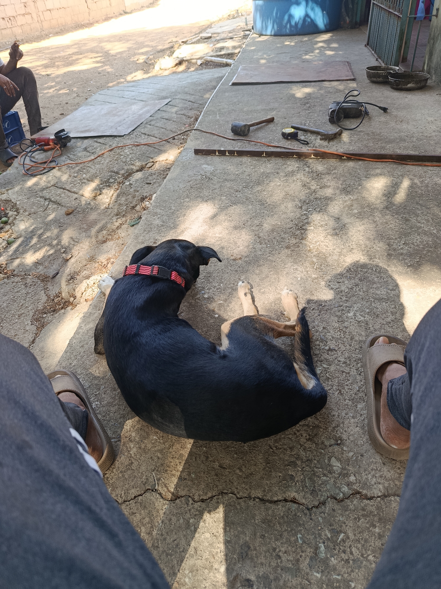 The image shows a scene on a concrete surface, likely a patio or yard, in the city of Juan Griego, Venezuela. In the foreground, a black and tan dog with a red collar is lying down. Two pairs of human legs with casual footwear flank the dog. In the background, a person is sitting on a blue container. Construction tools and materials are scattered around, including a grinder, a hose, hammers, a metal sheet, and a wooden beam. A blue water tank and a metal fence are visible further back. The setting suggests a domestic environment where some kind of construction or repair work is underway.