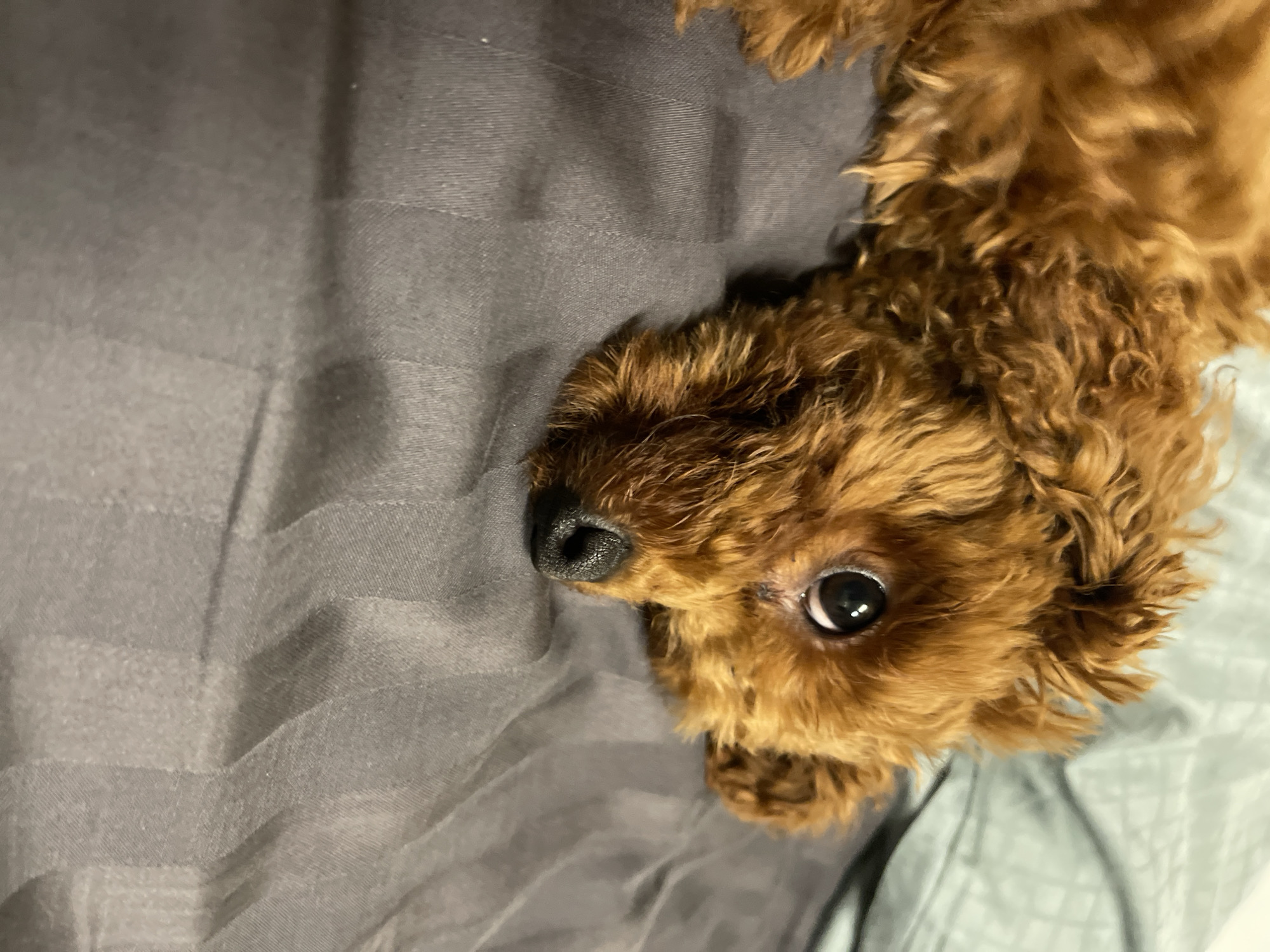 A close-up, eye-level shot features a small, brown, curly-haired dog, likely a poodle or similar breed, lying on a bed or sofa. The dog's head is tilted, and it looks directly into the camera with one large, dark, expressive eye that reflects light, giving it an alert and gentle expression. Its fur is a warm, rich brown, characterized by tight curls and waves, appearing soft and fluffy around its face. The dog's nose is prominent, black, and appears slightly wet.
The dog is resting on a dark grey fabric, possibly a blanket or bed sheet, which exhibits a subtle woven or striped pattern and visible folds. To the right of the dog, a lighter, possibly pale blue or light grey, textured fabric is visible, suggesting layered bedding. The overall lighting is soft and even, illuminating the textures of the dog's fur and the surrounding fabrics. The scene depicts an indoor setting, likely a home, with no specific cues to indicate the time of day or location beyond the general context. There is no visible text within the image.