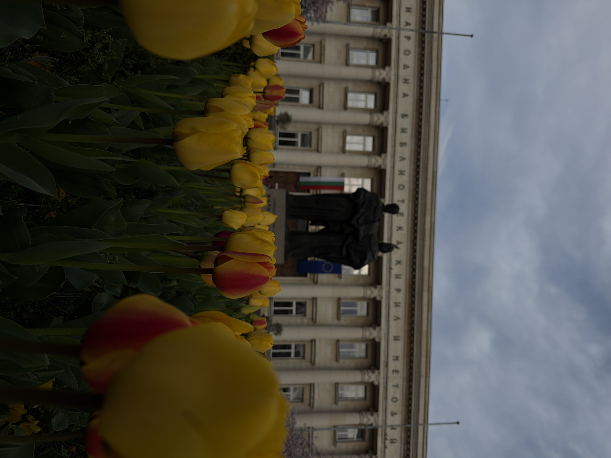 The image, when viewed upright, captures a spring scene in Sofia, Bulgaria, showcasing a prominent cultural landmark framed by blooming flowers. In the foreground, numerous tulips are in full bloom, primarily bright yellow, with some exhibiting striking red and yellow petals. Their vibrant colors and green foliage create a natural border along the bottom and left sides of the frame.
In the midground, a dark, double-figure statue is centrally positioned before a large, ornate building. To the left of the statue, the national flag of Bulgaria (green, white, red horizontal stripes) and the European Union flag (blue with yellow stars) are visible.
The background is dominated by the neoclassical facade of a grand building, featuring multiple stories, numerous windows, and architectural elements such as columns and decorative moldings. Along the upper part of the building, the text "НАРОДНА БИБЛИОТЕКА КИРИЛ И МЕТОДИЙ" is clearly inscribed in Cyrillic, identifying it as the SS. Cyril and Methodius National Library.
The sky is overcast with light grey clouds, suggesting a cloudy daytime setting. No specific activity or event is depicted, presenting a static, picturesque view of the library and its surrounding area. The composition effectively draws attention from the natural beauty of the tulips to the historical and architectural significance of the library and its associated monuments, characteristic of a springtime day in the Bulgarian capital.