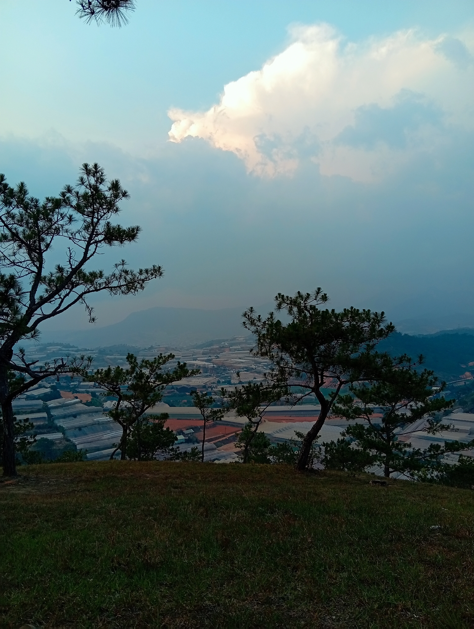 The image depicts a landscape scene, likely captured in Lạc Dương, Vietnam, based on the visibility of numerous greenhouses. The foreground is dominated by a grassy slope, slightly obscuring the view of the structures below. Pine trees are scattered on the slope, framing the view. In the midground, a dense concentration of greenhouses are visible, with rows of reflective surfaces suggesting a substantial agricultural operation. The background features a hazy sky with a prominent cloud formation. The light is soft, implying either early morning or late afternoon.