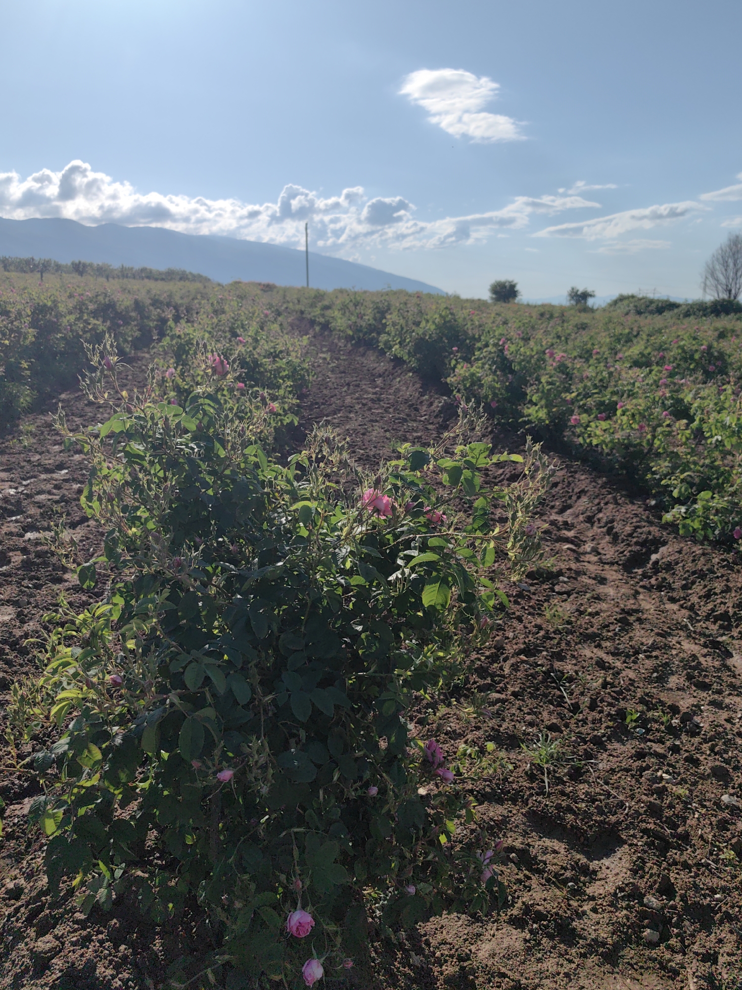 The image shows a field of rose bushes in Rozino, Bulgaria. The bushes are planted in rows in a plowed field of dark brown soil. Many of the bushes have pink roses blooming on them. In the background, there are mountains and a blue sky with puffy white clouds. A power line is visible in the distance.