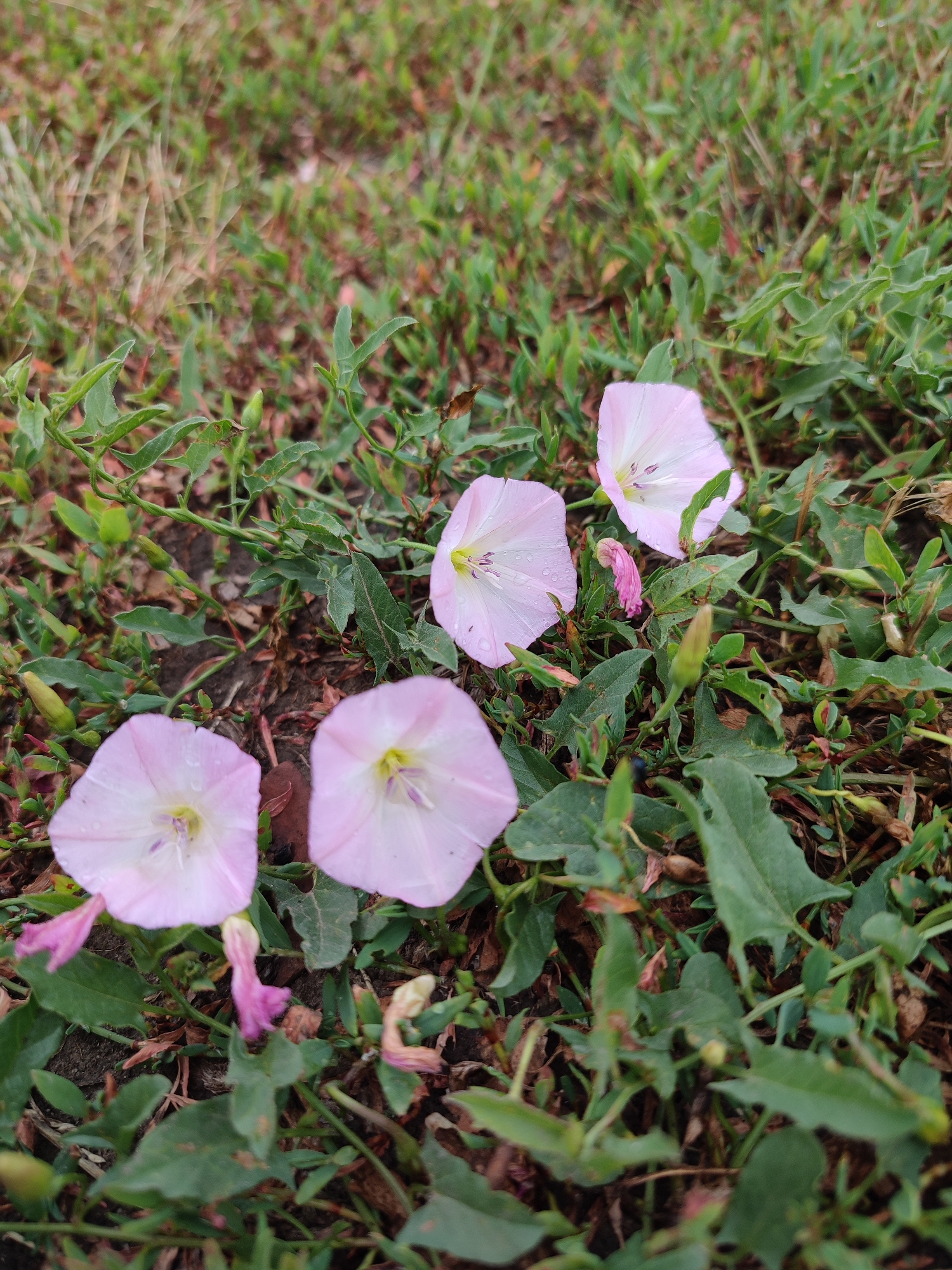 In Voskobiinyky, Ukraine, a close-up, high-angle shot captures four light pink bindweed flowers scattered across a patch of ground covered in green grass and weeds. The flowers, with their delicate, trumpet-shaped petals, are the primary subjects. Some flowers have water droplets on their petals. Several unopened flower buds and wilting pink petals are also visible amongst the foliage. The background is a blur of green and brown, suggesting a natural, outdoor setting. The lighting is soft, indicating overcast conditions or early morning/late evening.