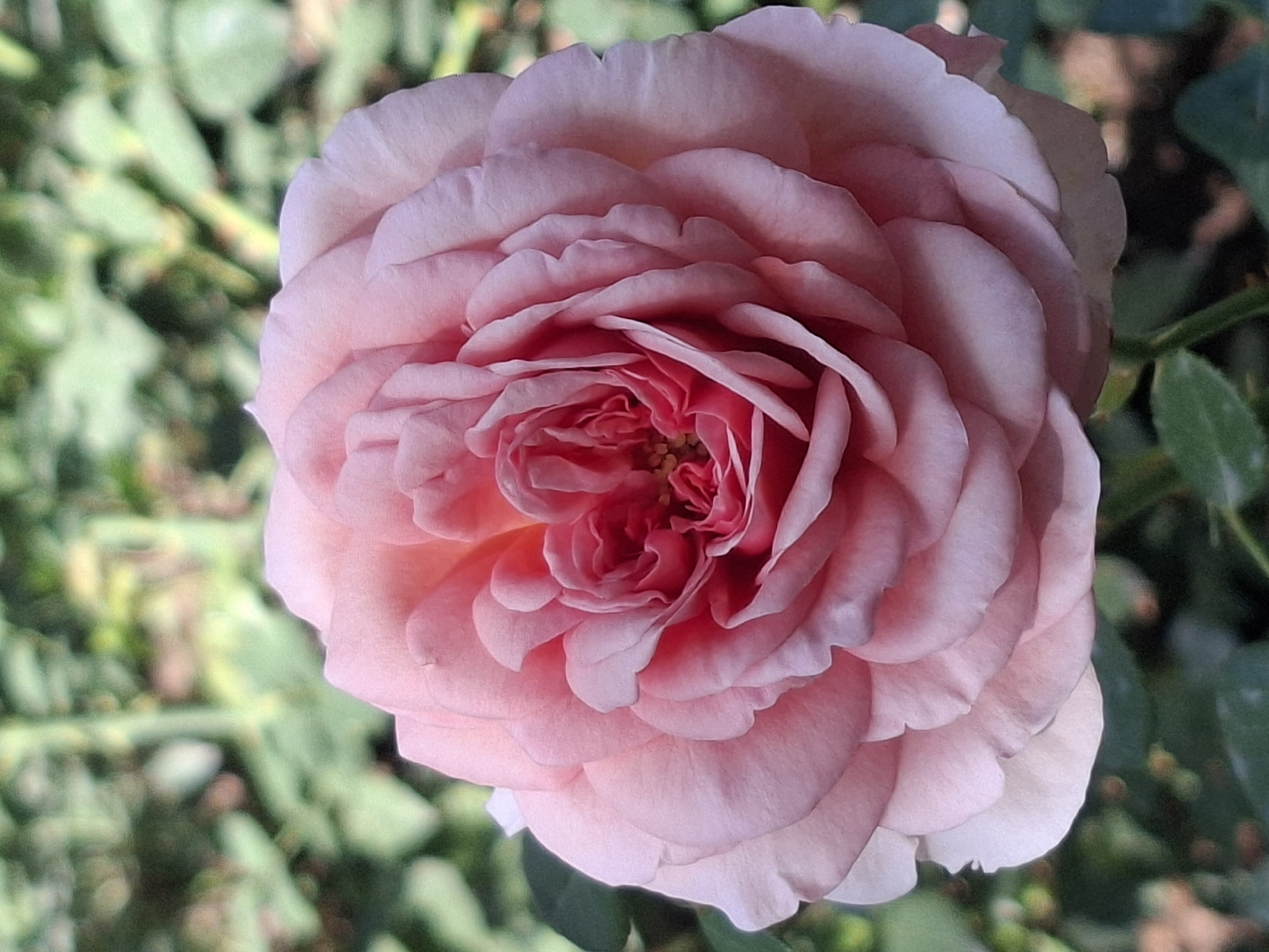 A close-up shot of a light pink rose is captured against a blurred green background, likely in a park or garden. The rose is fully bloomed with many petals layered upon each other, creating a textured and intricate pattern. The center of the rose shows darker pink and red hues, with visible stamens. The soft lighting highlights the delicate curves of the petals. The background consists of out-of-focus green foliage, suggesting an outdoor setting in Almaty, Kazakhstan. No people or specific landmarks are identifiable, but the scene evokes a sense of natural beauty within an urban green space.