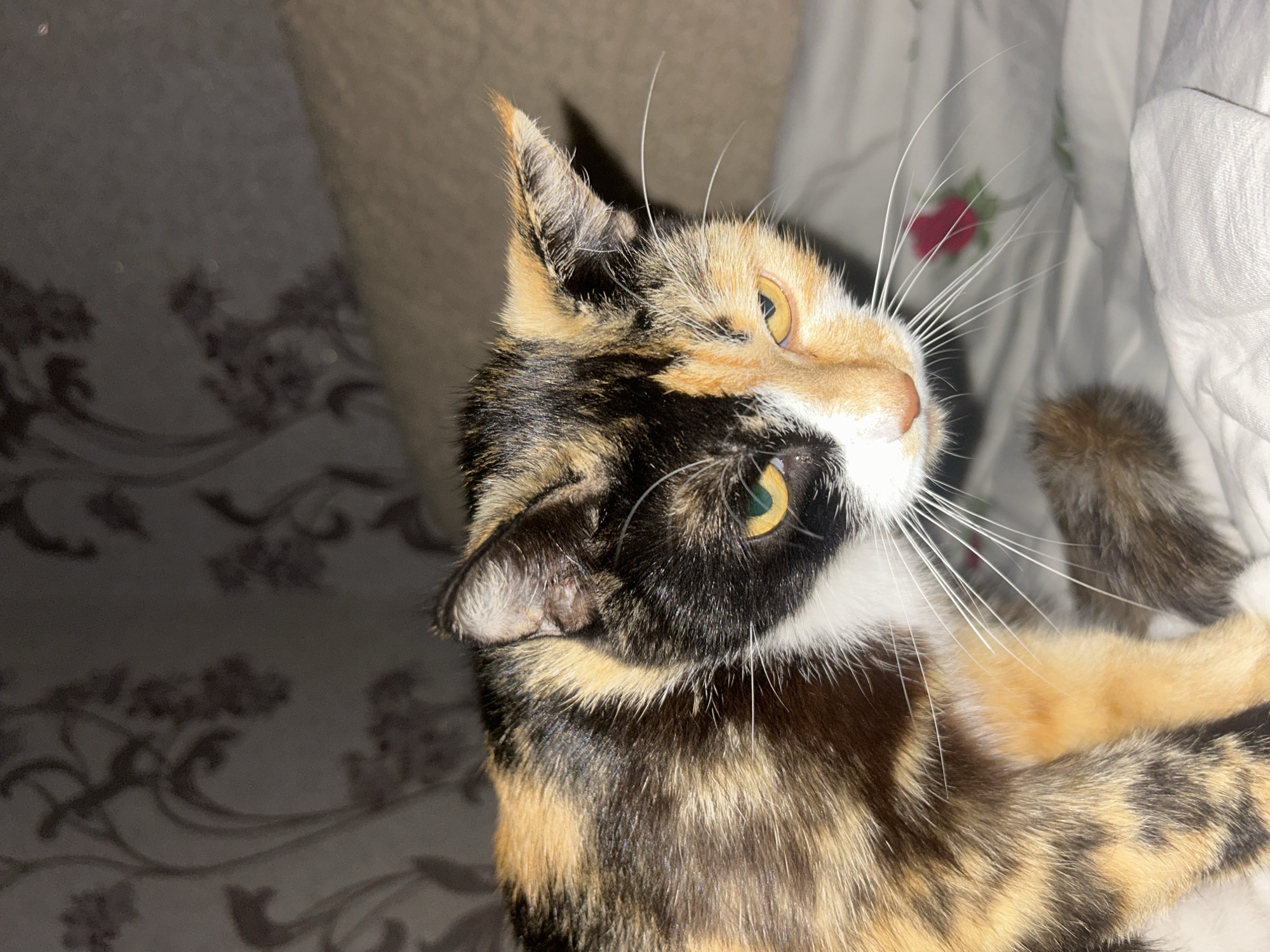 This is a close-up, eye-level shot of a calico cat resting on a patterned surface, likely a bed or blanket, in Labinsk, Russia. The cat is facing to the right of the frame, with its head tilted upwards, appearing to look at something off-camera. The cat's fur displays a characteristic tortoiseshell pattern of black, orange, and white patches. Its eyes are a striking yellow-green. Prominent white whiskers fan out from its muzzle.
The background is softly blurred, but hints of a dark, patterned fabric, possibly wallpaper or bedding with a floral or swirling design, are visible on the left. To the right, white fabric, possibly a duvet or pillowcase, with a faint floral print is also visible. The lighting suggests an indoor setting, possibly during the day or with artificial lighting. No people are visible in the image. The cat appears relaxed, with its ears perked and whiskers extended, suggesting alertness to its surroundings. The overall mood is calm and intimate, focusing on the feline subject. There is no visible text in the image.