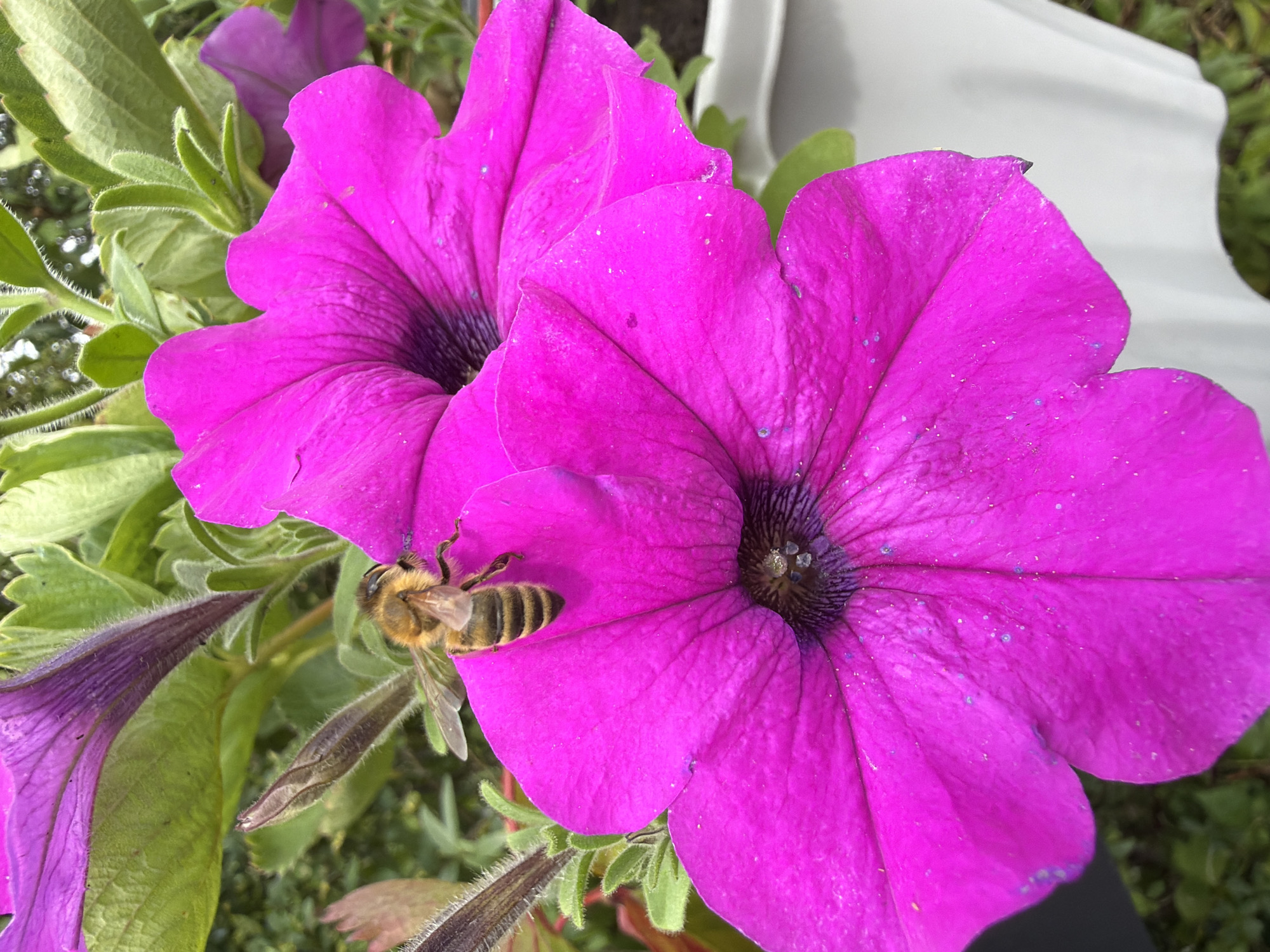 A bee is on a vibrant pink petunia flower. The bee is facing left and has its proboscis extended into the flower. The petunia is in bloom, with its petals unfurled. The background is a blur of green leaves and a white planter. The image was taken in Bayreuth, Germany.