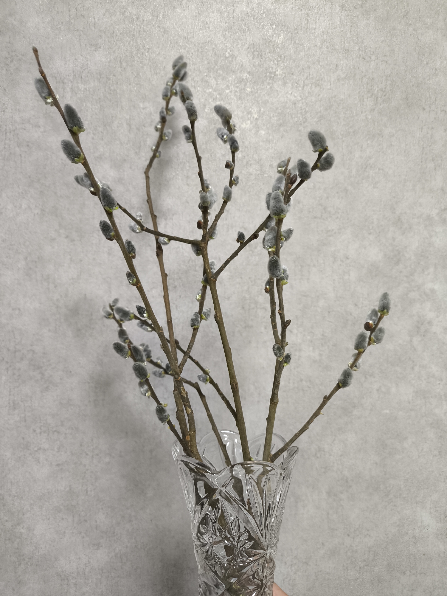 The image depicts a bouquet of pussy willow branches in a cut-glass vase against a textured gray background. The branches are bare except for the soft, fuzzy catkins. There are small water droplets visible on the branches. The vase is clear with a diamond-cut pattern. The background is a uniform, light gray with subtle texture. There are no people visible in the image.
It is not possible to determine the exact location of the image in Khimki, Russia, or even confirm that the picture was taken there.