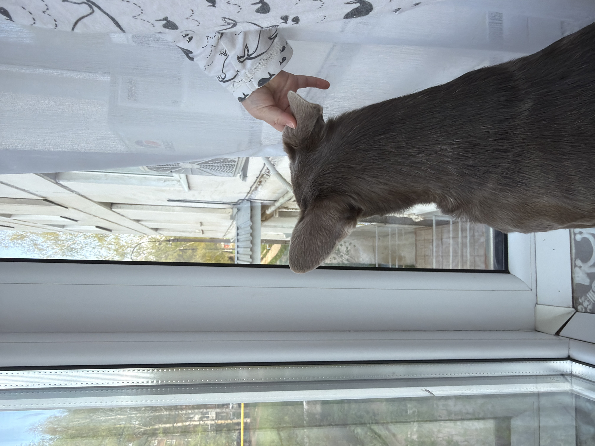 A gray dog, being petted by a person wearing a white garment with a dark animal print, stands on a window ledge. The window overlooks a cityscape with trees and buildings. The photograph was taken in Votkinsk, Russia.