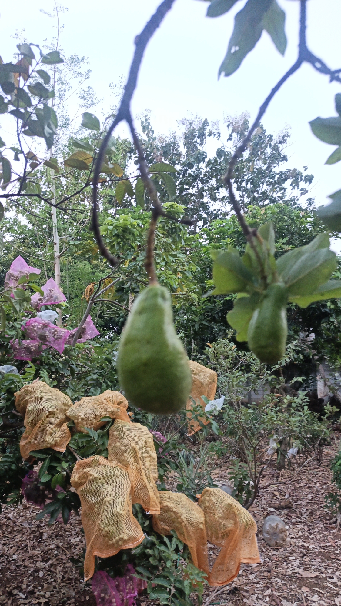In the city of Kandangmas, Indonesia, an outdoor scene depicts an avocado tree with several ripe avocados. One avocado is prominently featured in the foreground, hanging from a branch. The lower portion of the tree is laden with numerous avocados, each encased in a protective orange mesh bag. In the background, clusters of pink flowers add a vibrant touch to the lush green foliage. The ground is covered with fallen leaves, and scattered rocks are visible. The sky above is overcast.