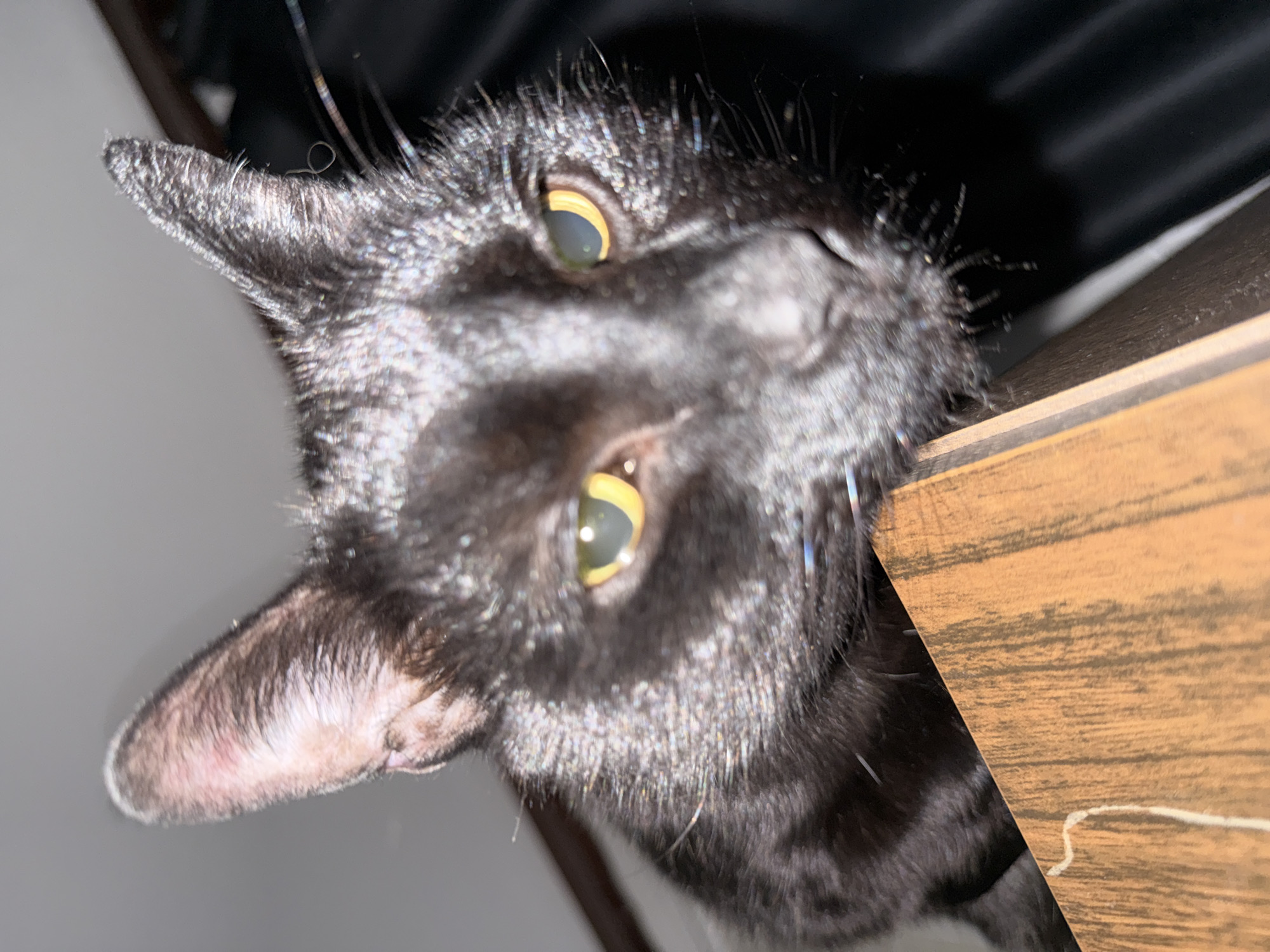 A black cat's head is prominently featured in a close-up shot, angled downwards from the top of the frame. The cat has striking yellow-green eyes with vertical pupils, which reflect the direct light source. Its fur is black and appears somewhat shiny or speckled with light, possibly due to a flash. Several long whiskers are visible around its snout and above its eyes, with one particularly curled whisker noticeable near its left ear. The inner parts of its ears show a light pink hue.
The cat appears to be peeking over a surface, looking directly at the camera. To the right of the cat's head, a wooden surface with a visible wood grain pattern is present, and a faint white, wavy mark or scratch can be seen on it. The background behind the cat is dark and indistinct at the top, transitioning to a lighter, possibly white or light grey, area towards the lower left. The overall impression is one of curiosity or playfulness, captured in an indoor setting with strong, direct lighting. There is no visible text in the image.