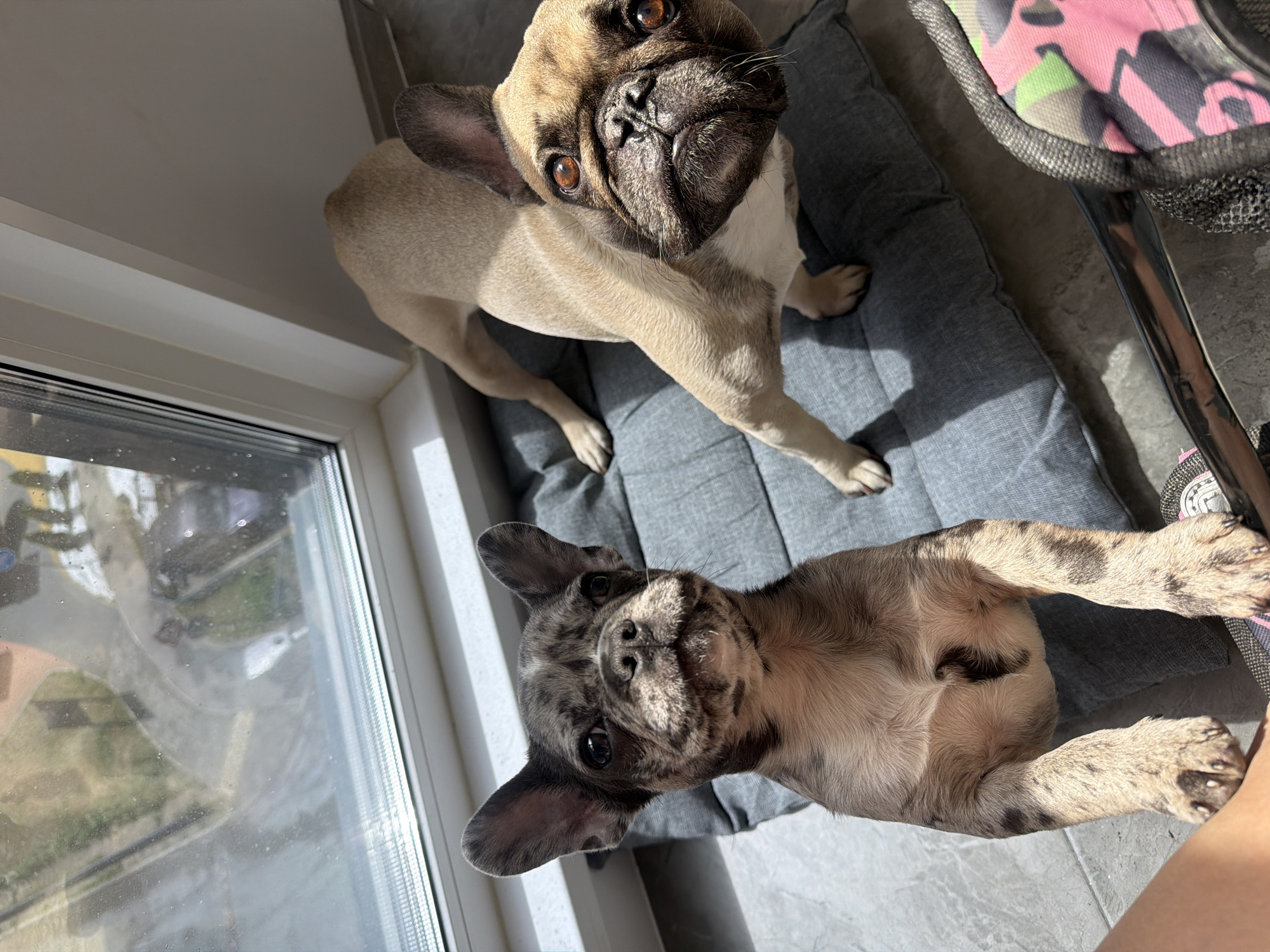 Two French Bulldogs are the primary subjects. One has a tan coat with a dark muzzle, standing and looking upward. The other, a merle-colored French Bulldog, is lying down and facing the camera. They are situated on a gray dog bed on a tiled floor, adjacent to a window. The window shows an obscured outdoor view, possibly reflecting a cityscape. The scene is indoors, with natural light coming through the window. A pink and gray patterned object is partially visible in the background, possibly a dog carrier. There's no conclusive evidence to place this image in Moscow, Russia.
