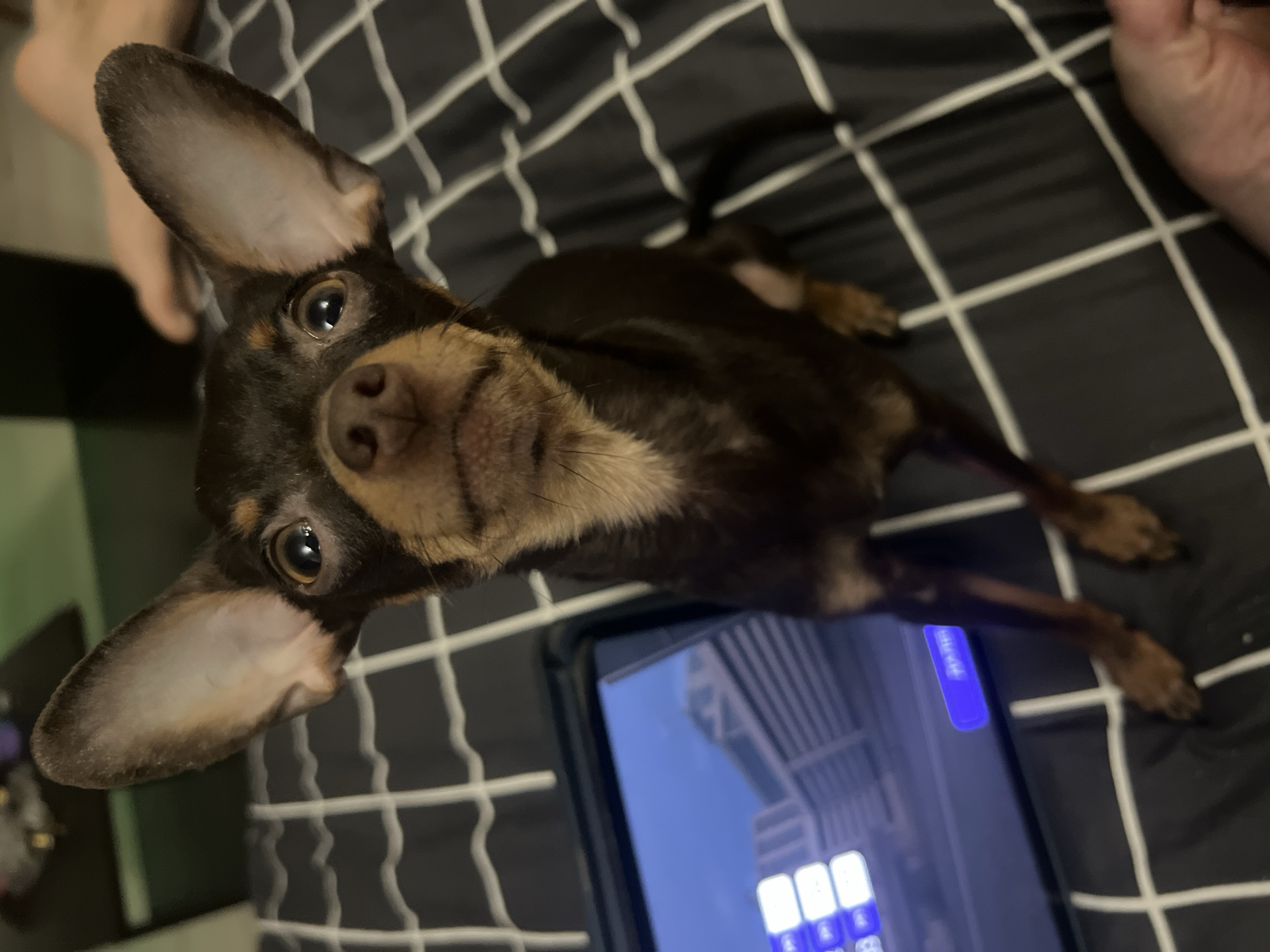 A brown and tan miniature pinscher dog is lying on a black and white checkered patterned bedspread. The dog is close to the camera with its head tilted up, looking at the viewer. The dog has large, erect ears. A black tablet device is visible in the lower center of the image, showing a reflection of a building. A human foot is visible in the upper left corner. The tail of the dog can be seen, sticking up from the bed. The dog's legs are extended towards the right side of the image. The photo seems to be taken indoors. There is no information available to confirm that this image was taken in Chaikovsky, Russia.