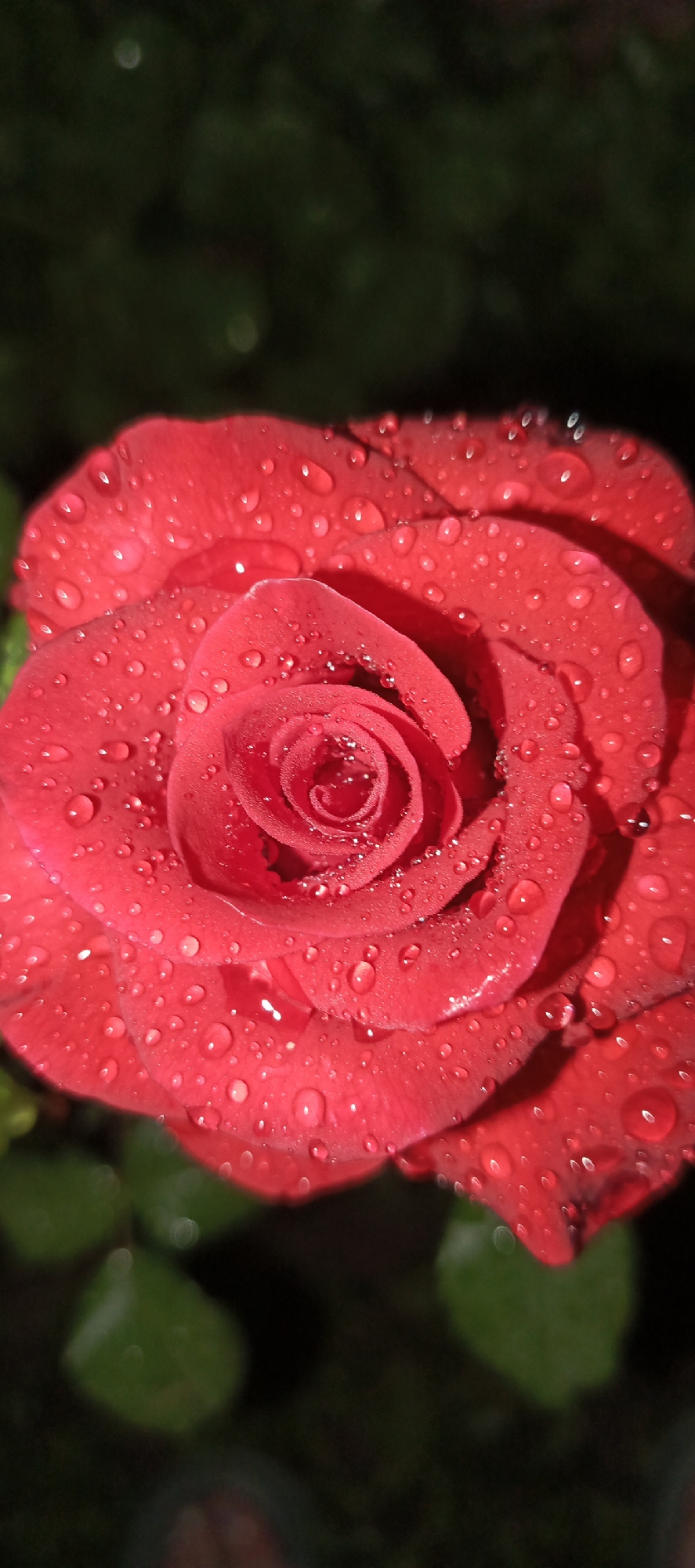This is a close-up, vertical, portrait-oriented photograph of a vibrant red rose, likely taken after a rain shower as indicated by the numerous water droplets scattered across its petals. The rose is in full bloom, with its petals unfurling in a spiral pattern towards the center. The lighting appears to be artificial, possibly a flash, highlighting the texture of the petals and the spherical shapes of the water droplets, some of which reflect the light like tiny jewels. The background is dark and out of focus, suggesting a shallow depth of field and further emphasizing the rose as the primary subject. The dark background consists of soft, blurred shapes of greenery and possibly other foliage. There is no visible text or people in the image. The overall mood conveyed is one of natural beauty and freshness. The setting appears to be outdoors, possibly a garden in Мерчалово Снт, Russia, given the context provided. The time of day is indeterminate due to the artificial lighting.
