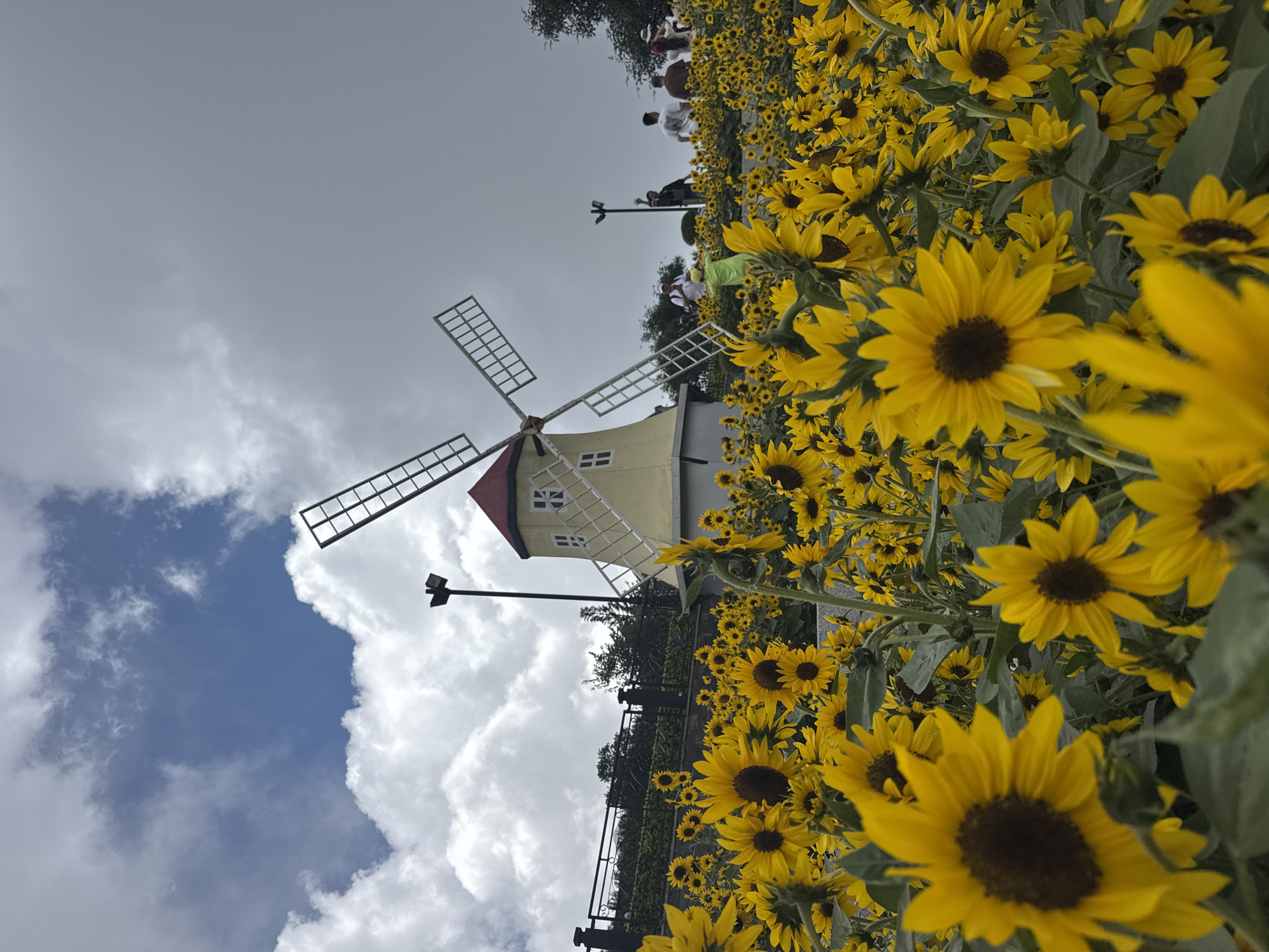 The image captures a landscape of sunflowers, a windmill, and a partially cloudy sky. The sunflowers are densely clustered, with yellow petals and dark brown centers. The windmill is a light-colored structure with a red roof and white blades. People are visible in the background near the sunflowers. It is likely taken at the sunflower field in Nà Nưa village, Hòa Ninh commune, Hòa Vang district, Đà Nẵng city, Vietnam.
