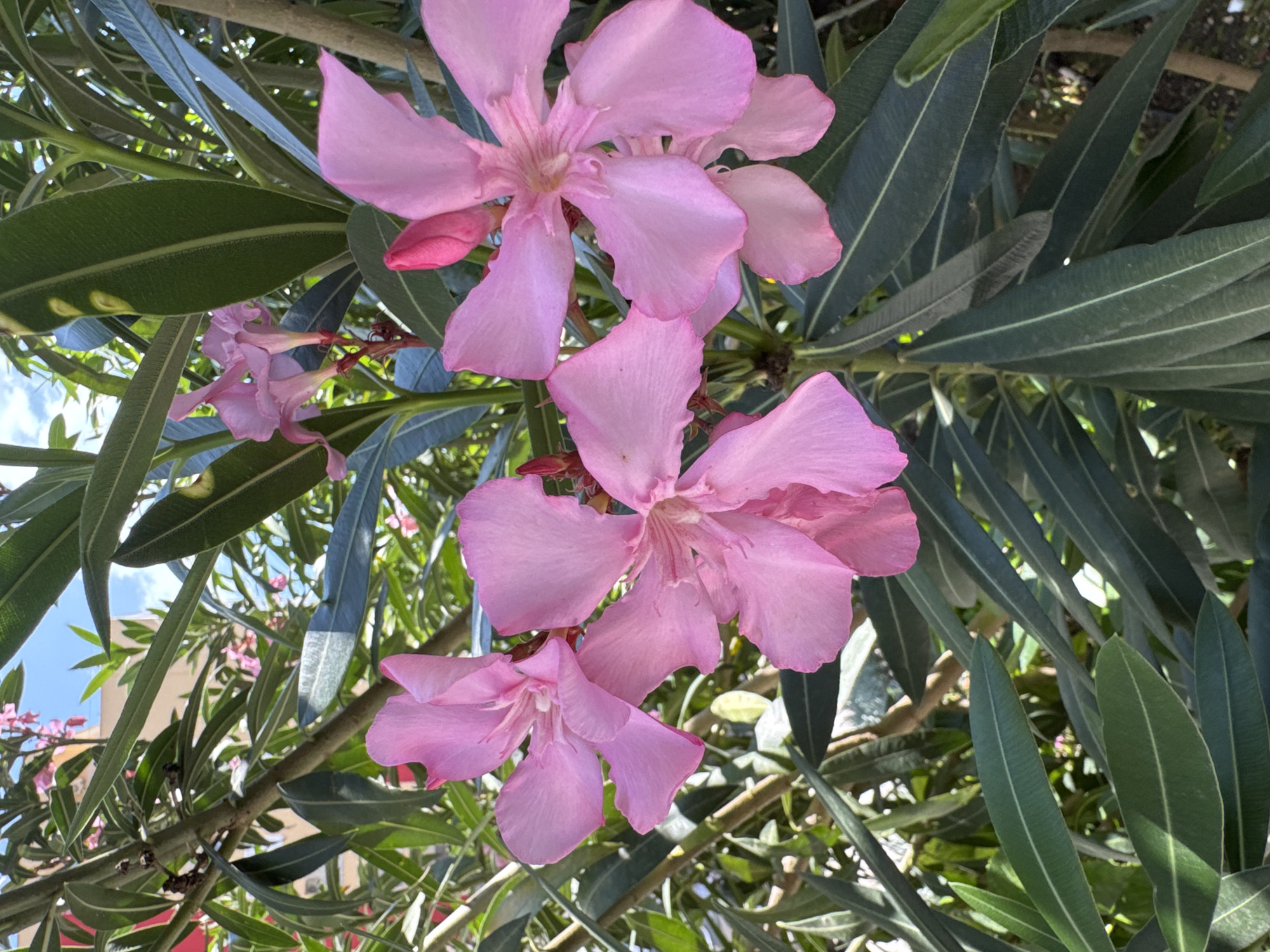 This is a close-up, eye-level shot of several bright pink oleander flowers in bloom, set against a backdrop of dark green, elongated leaves. The flowers are the primary focus, with their delicate, slightly ruffled petals and a hint of red at their centers. A single pink bud is also visible, tightly closed. Sunlight filters through the foliage, creating highlights and shadows. In the background, blurred buildings and a clear blue sky suggest an outdoor setting in a city. The specific location is in the city of Boreti, Montenegro, where oleander is a common plant in the Mediterranean climate.