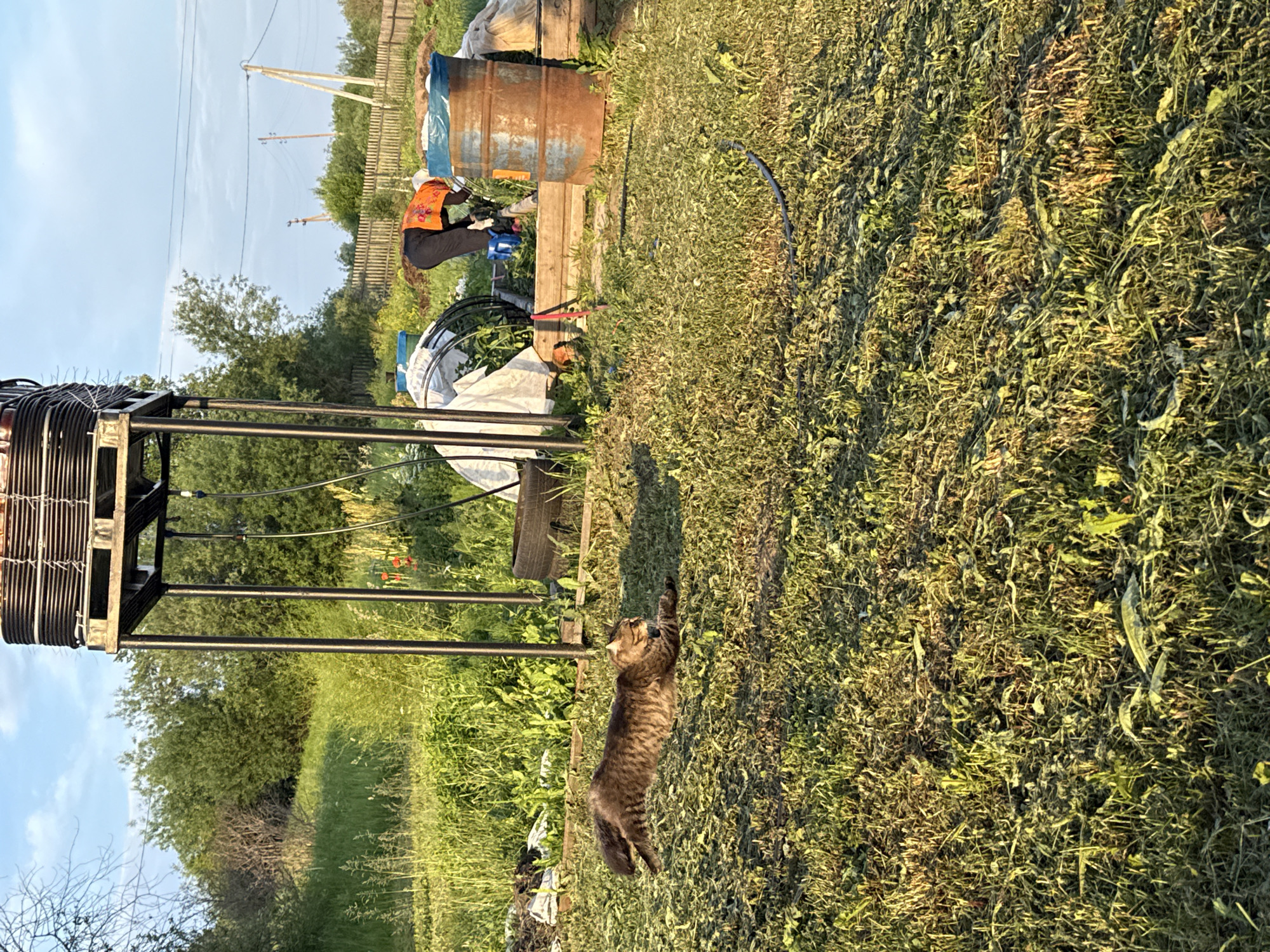 The image depicts a rural backyard in Iskir', Russia, bathed in the golden light of a late afternoon or early morning sun. In the foreground, a tabby cat is captured mid-stretch, its body elongated as it lies on freshly cut grass. The grass itself is a mix of green and dried clippings, suggesting recent landscaping activity.
In the mid-ground, a person, likely a woman based on the clothing, is seen tending to a garden bed. She wears dark pants and an orange vest over her shoulders. The garden bed is constructed of wooden planks and contains some greenery. To the right of the garden, a large, rusty metal barrel with a blue tarp covering its opening stands prominently. Behind the garden and barrel, a structure with black metal supports and stacked black coils or pipes is visible. A large tire is also present near this structure. Further back, a wooden fence encloses the property, and beyond that, trees and power lines hint at the surrounding rural landscape. The sky is a pale blue with scattered clouds, contributing to the peaceful, bucolic atmosphere. The overall scene conveys a sense of daily life in a rural setting.