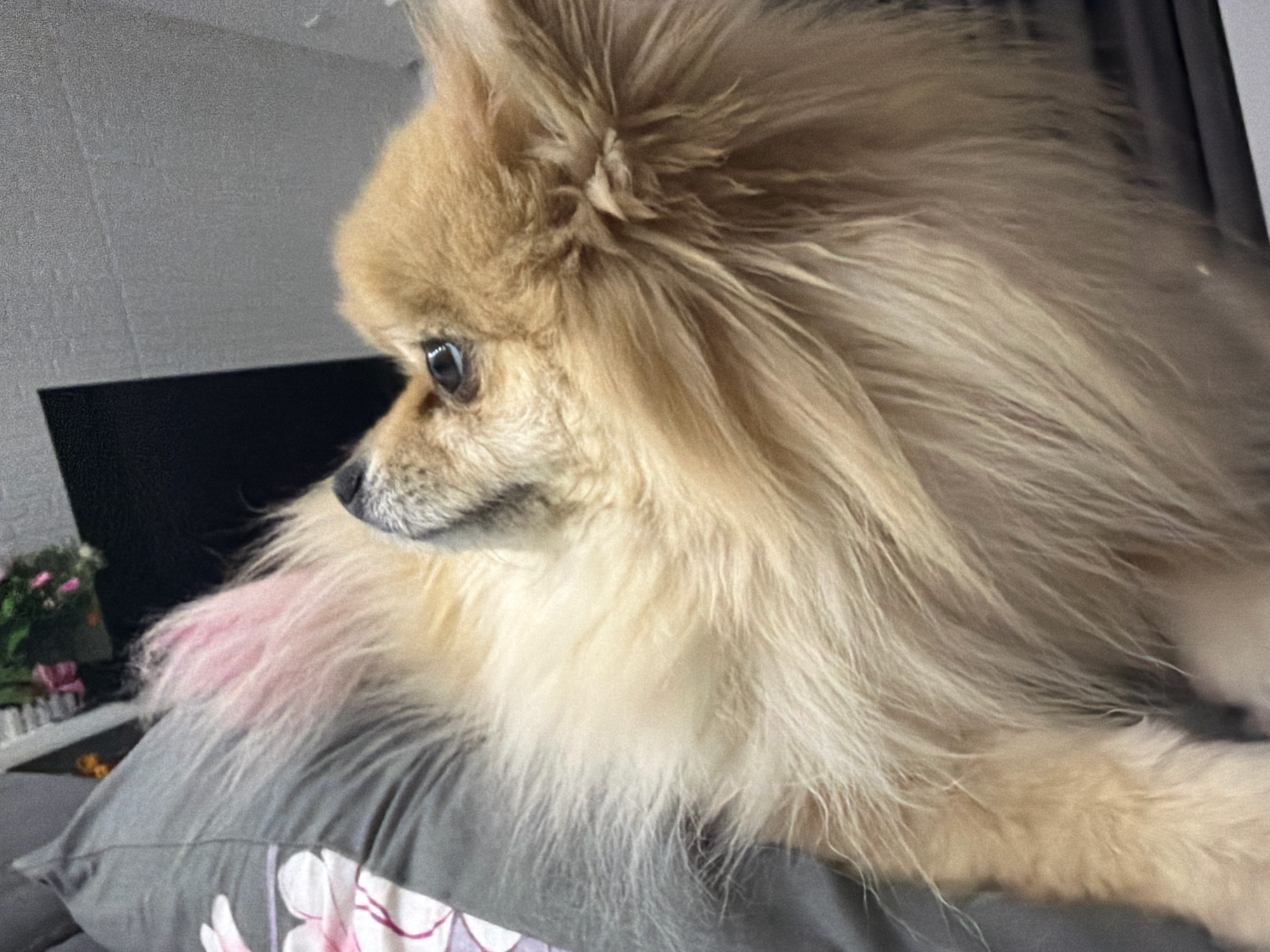 A pomeranian dog with light brown fur lies on a gray pillow with a floral pattern. The dog is positioned in the center of the frame, facing left with its head turned slightly towards the viewer. Its eyes are open and appear alert. The dog's fur is thick and fluffy, with a pinkish hue on its left side. In the background, a dark surface, possibly a television screen, is visible. To the left of the dog, a white structure with pink flowers can be seen, suggesting an indoor setting. The scene is likely in a home in Tbilisi, Georgia, as indicated by the request.