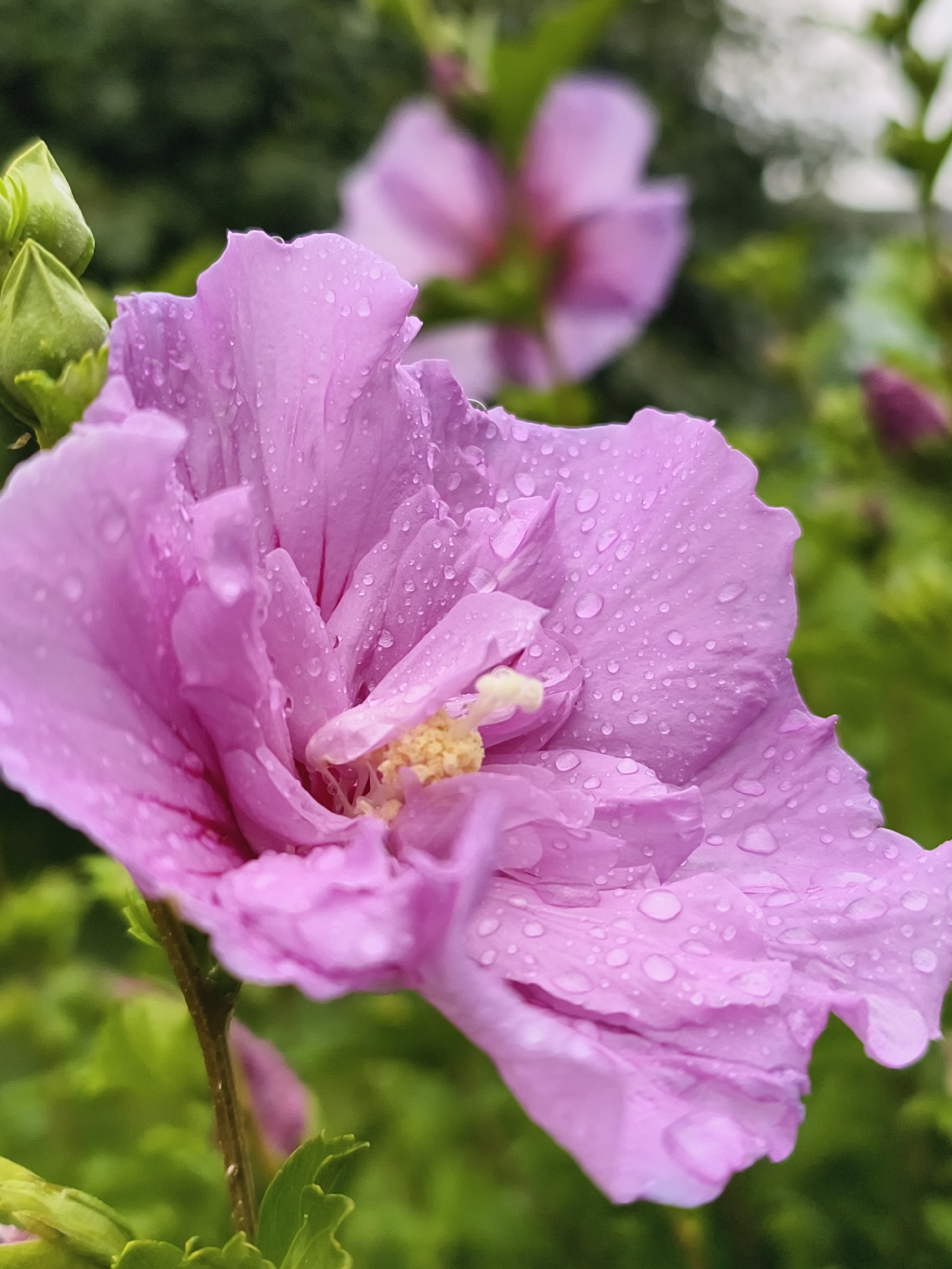 A close-up, macro photograph shows a delicate, light pink hibiscus flower glistening with water droplets. The petals are soft and translucent, with subtle veins visible beneath the surface. The center of the flower features yellow stamens, slightly blurred due to the shallow depth of field. In the background, out-of-focus green foliage and other blurred pink hibiscus flowers create a soft, natural setting. The image appears to be taken outdoors, likely in a garden or park, possibly in Tczew, Poland, given the context. There are no people or animals visible in the image.