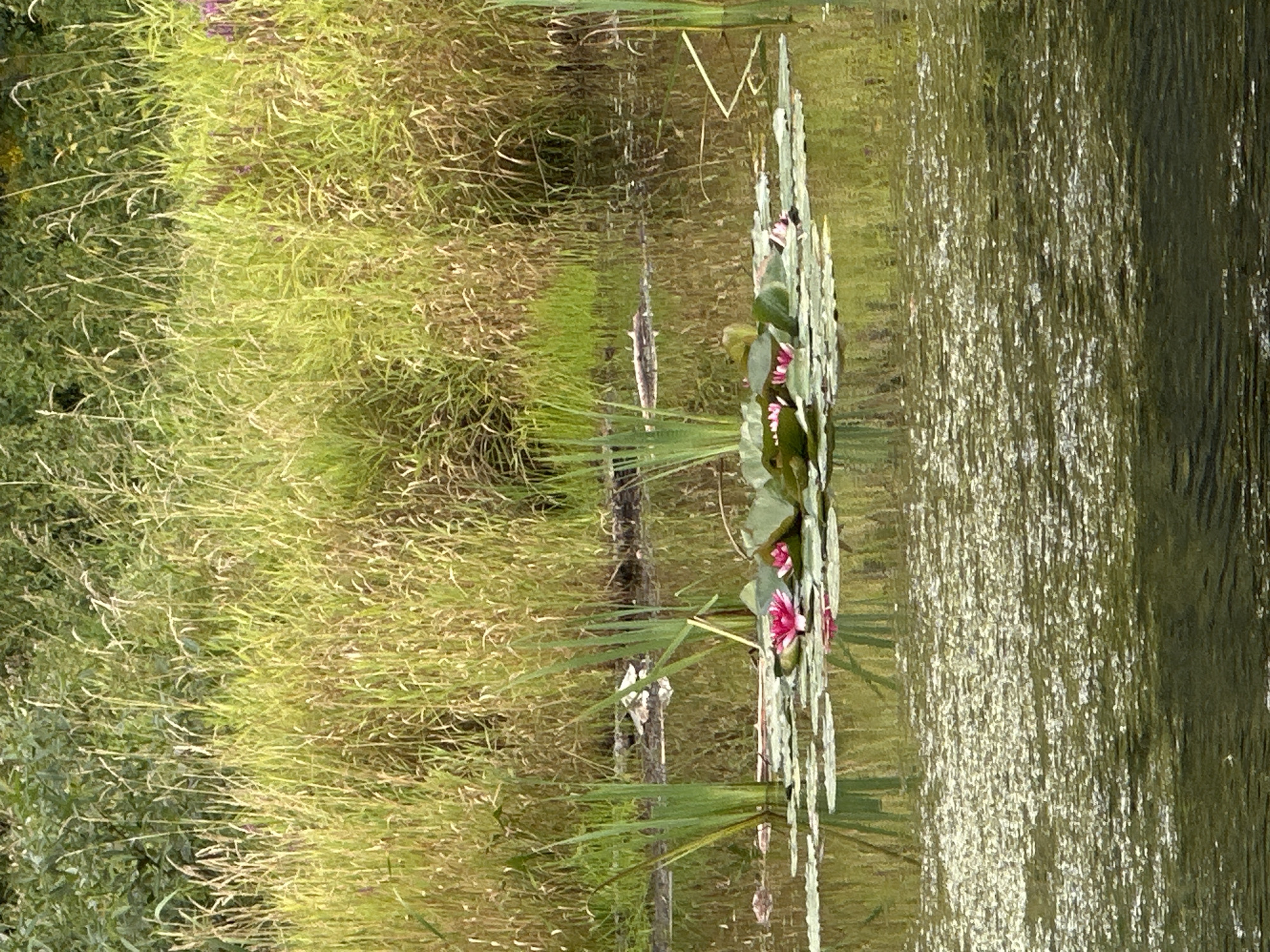 The image depicts a serene natural scene at the Minsk Botanical Garden in Minsk, Belarus. The foreground is dominated by the tranquil surface of a body of water, reflecting the surrounding greenery. A cluster of vibrant pink water lilies, interspersed with their large, flat green lily pads, floats on the water's surface, forming the central focus. Tall, reedy plants emerge from the water around the lilies, adding to the lush aquatic vegetation. In the background, a dense wall of tall, dry grasses and green foliage stretches across the frame, suggesting a natural, uncultivated embankment or shoreline. The overall impression is one of peaceful natural beauty, with the water lilies serving as the sole prominent subjects against the backdrop of the verdant landscape. There are no people visible in the image.