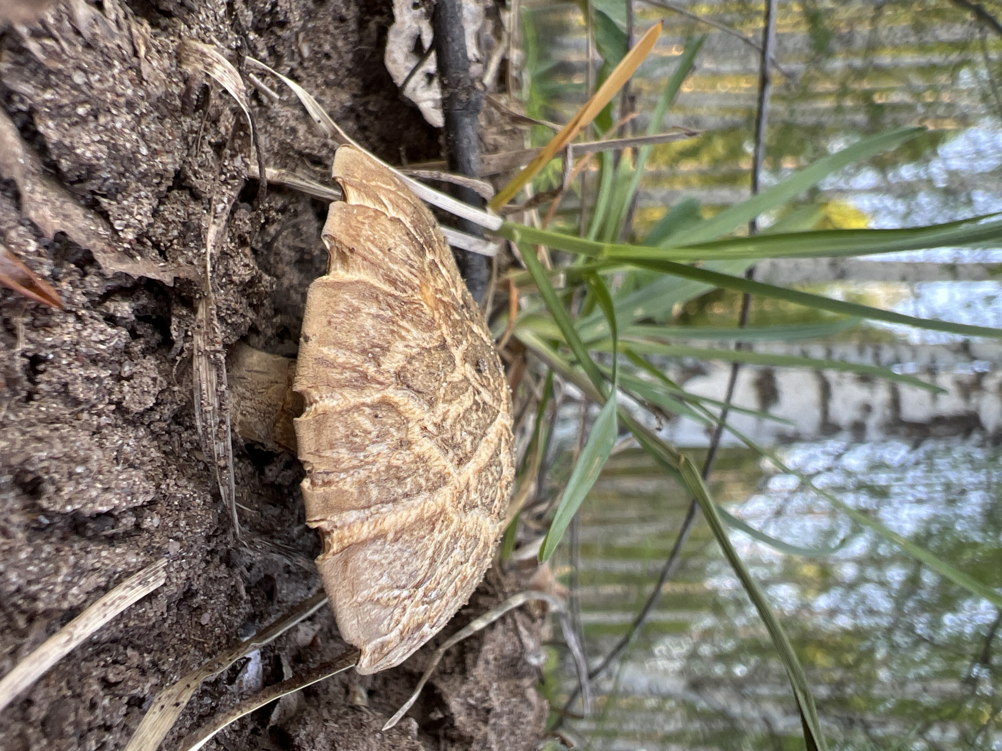 A brown mushroom is growing at ground level in Zhigalki, Russia. The mushroom has a textured cap and a thick stem. It is surrounded by soil, dry plant matter, and some green grass. The background shows blurred trees.