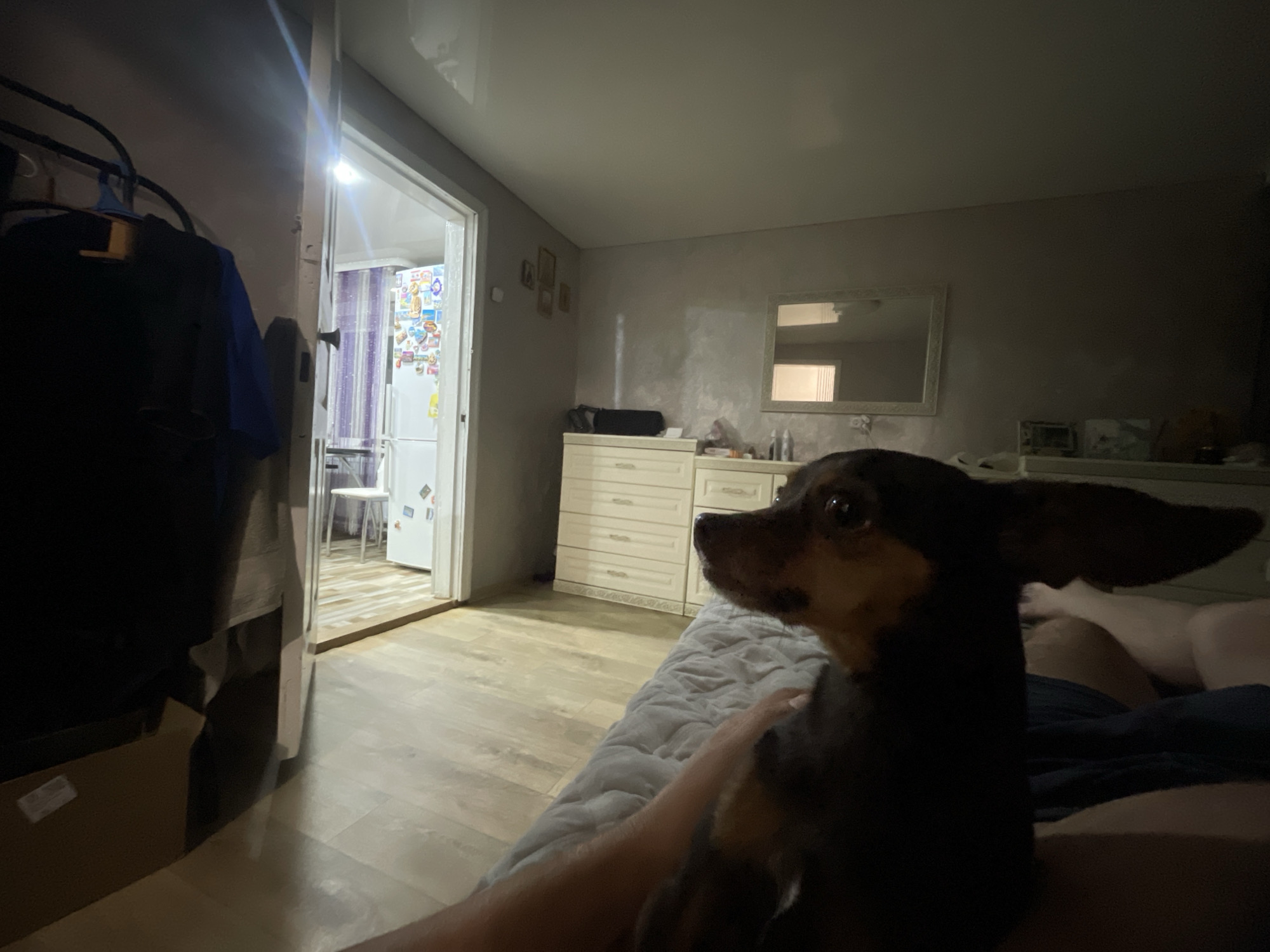 The image depicts an indoor scene, likely a domestic living space. In the foreground, a small dog with dark fur and prominent ears is the primary subject, looking towards the viewer. The dog appears to be resting on a textured surface, possibly a blanket or comforter.
To the left of the foreground, a portion of a dark garment hangs on a rack. Beyond this, a doorway opens into another room, revealing a white refrigerator adorned with various magnets or stickers. The floor in this adjacent room appears to be tiled or planked.
The middle ground of the image shows a dresser with multiple drawers, light-colored and set against a wall. Above the dresser, there are framed pictures on the wall. A mirror with a reflective surface is also visible on the wall, reflecting a light source and what appears to be a window or another opening.
The lighting in the scene is dim, with a bright light emanating from the doorway into the adjacent room, creating strong highlights and shadows. The overall environment suggests a casual, lived-in atmosphere. The location is an interior space within a residence, but no specific city or geographical markers are visible to confirm its location in Salsk, Russia.