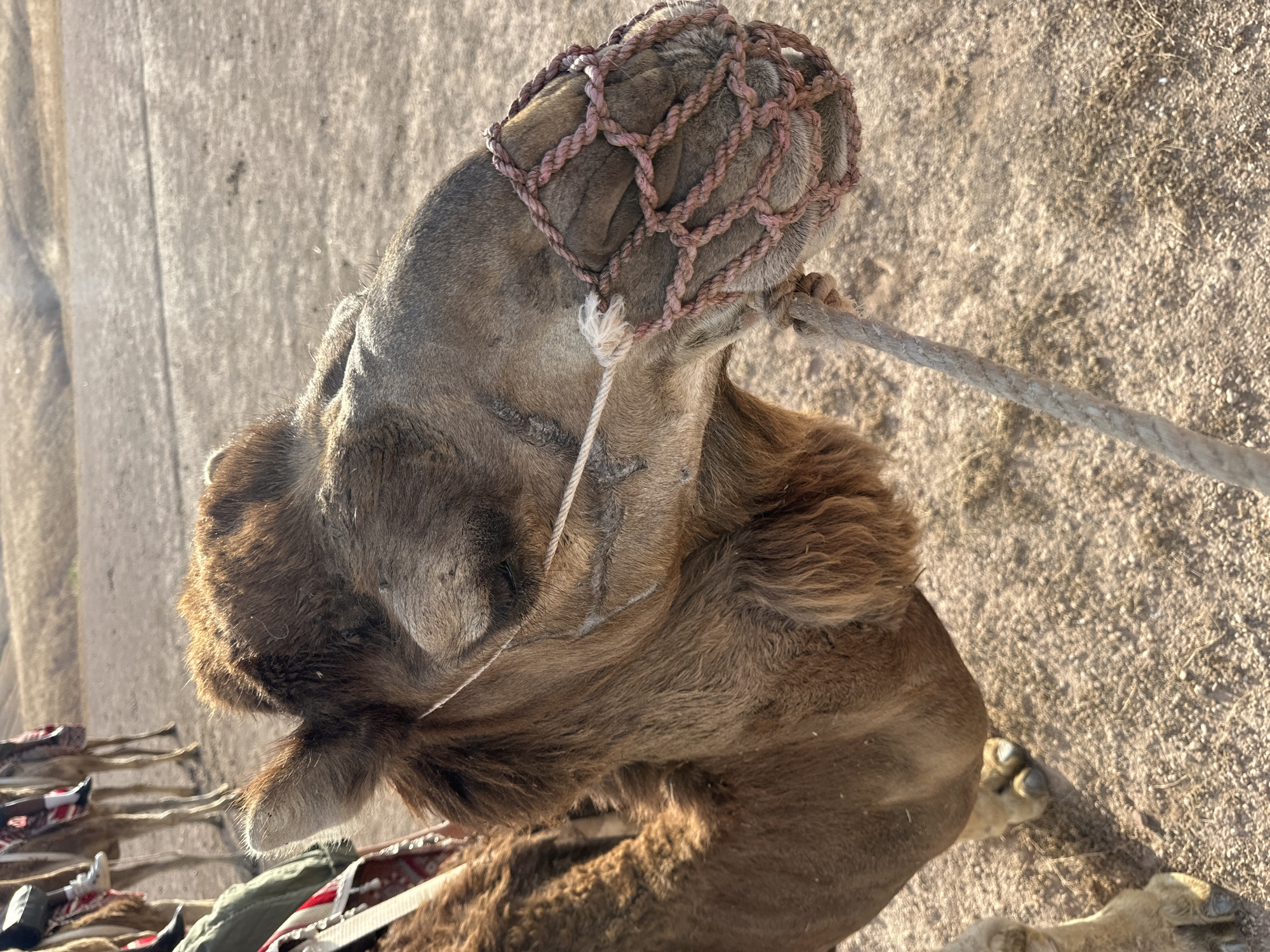 A medium, close-up shot shows the head and neck of a camel in Sidi Badhaj, Morocco. The camel wears a net-like head covering made of woven rope. A coarse rope lead is attached to this head covering. The camel's fur is light brown. The background is beige gravel. More camels with saddles can be seen blurred in the background.