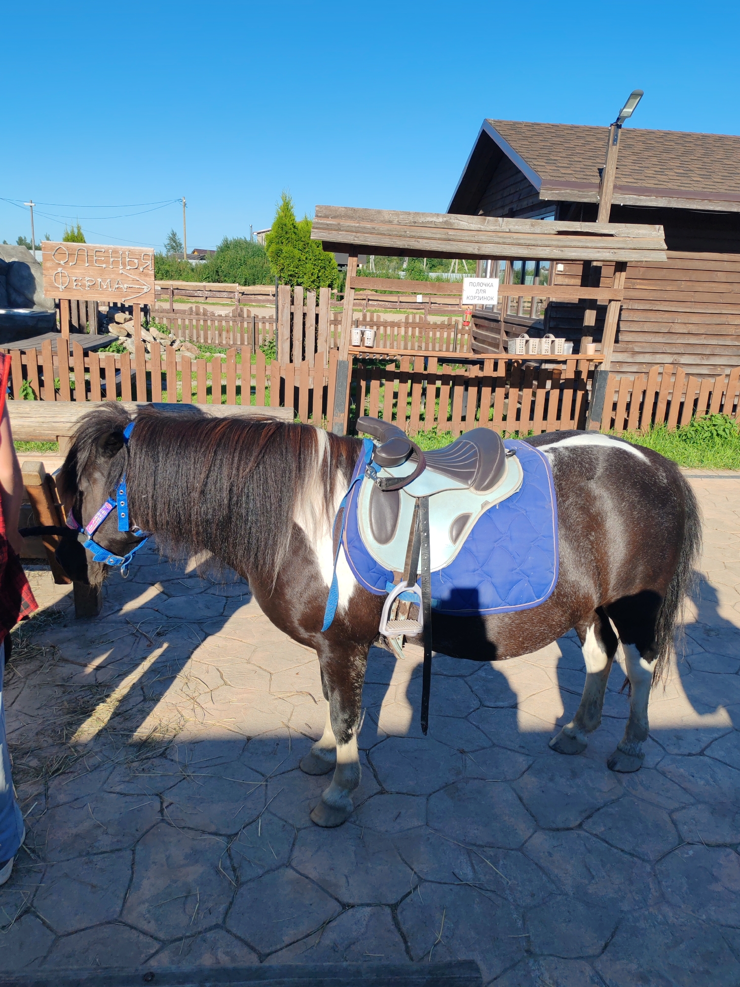 A dark brown and white pony is standing in profile on a paved area under a clear blue sky. The pony is wearing a blue saddle pad and a light blue and brown saddle. A blue halter with pink accents is on the pony's head. A wooden fence is behind the pony, and a rustic wooden building is to the right. A sign with Cyrillic text "ОЛЕНЬЯ ФЕРМА" and an arrow pointing right is visible in the background. Another sign with Cyrillic text "ПОЛОЧКА ДЛЯ КОРЗИНОК" is also visible. The ground is paved with large, irregularly shaped stones. Sunlight casts shadows from the pony and other objects onto the ground. A person's legs, wearing blue jeans, are visible on the left side of the frame. The location is identified as the "Deer Farm" in Lukashi, Russia.