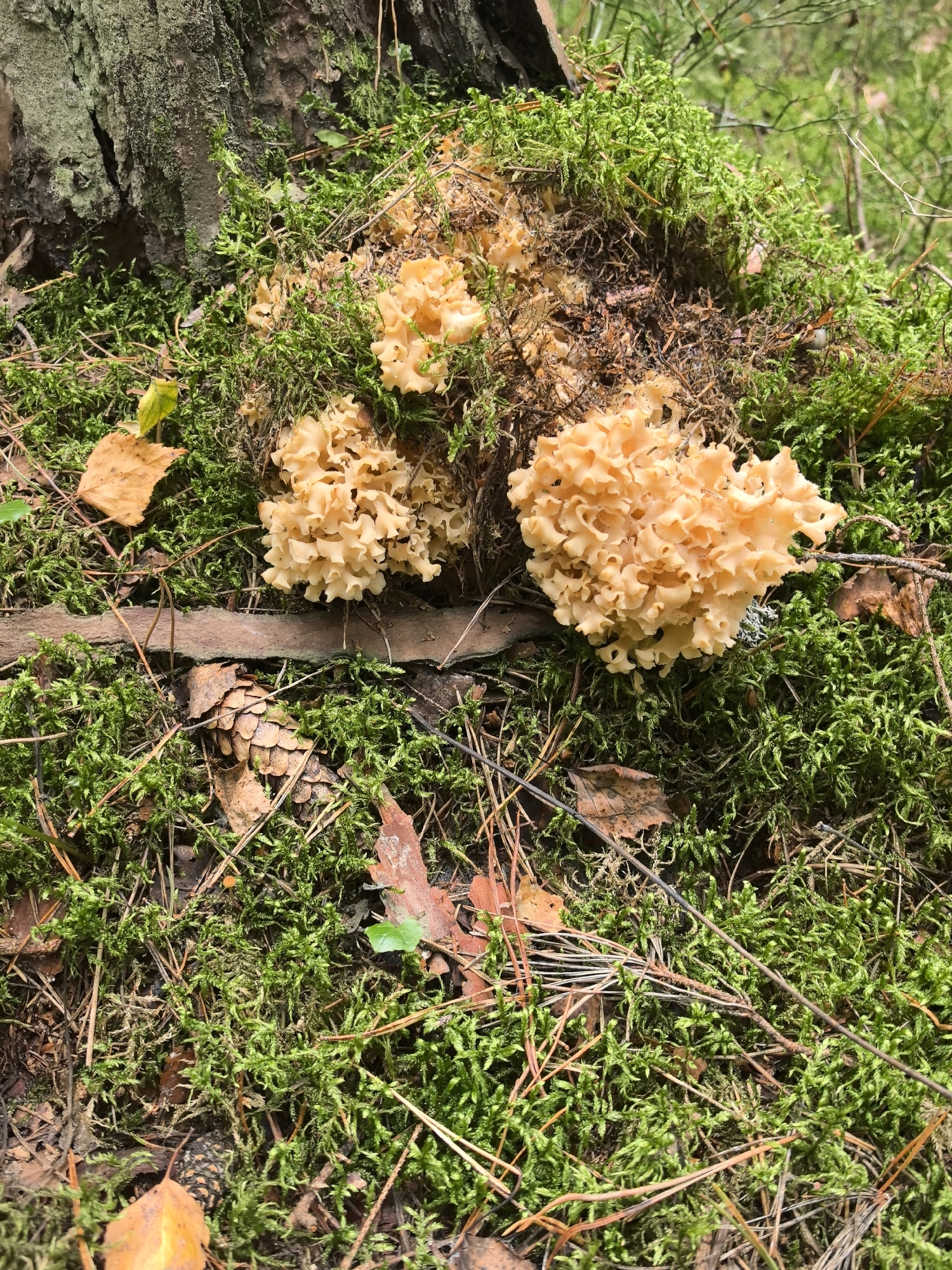 The image shows a close-up, top-down view of the forest floor in Бараўлянскі сельскі Савет, Belarus. The primary subjects are several clusters of light-orange, coral-like mushrooms growing on a moss-covered area. The mushrooms have a branched, irregular structure with frilly edges. They are situated amongst vibrant green moss, fallen pine needles, dry brown leaves, and a fragment of tree bark. In the background, the blurred green foliage of the forest is visible, suggesting a natural woodland environment. A pine cone rests on the moss near the center-right of the frame. The lighting indicates it is daytime, with soft shadows suggesting an overcast or shaded condition. There are no people or animals visible in the image.