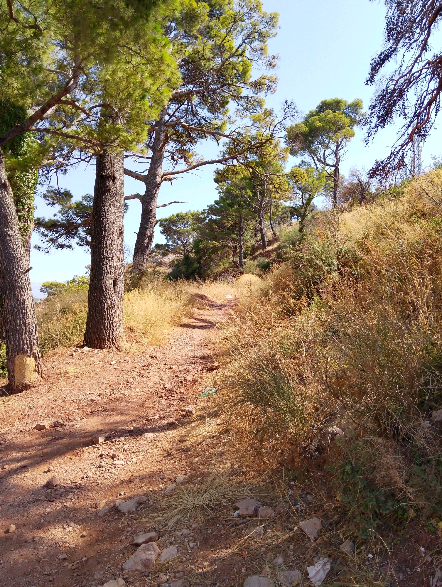 This is a photograph of a dirt path winding up a hillside in Sutomore, Montenegro. The path is bordered by dry, tall grass and scattered rocks. Several mature pine trees with rough bark and green foliage stand on the left side of the path, casting shadows across the ground. The sky is clear and blue. In the distance, more trees and vegetation can be seen on the hillside. There are no people or animals visible in the image. The scene appears to be a natural, undeveloped area.