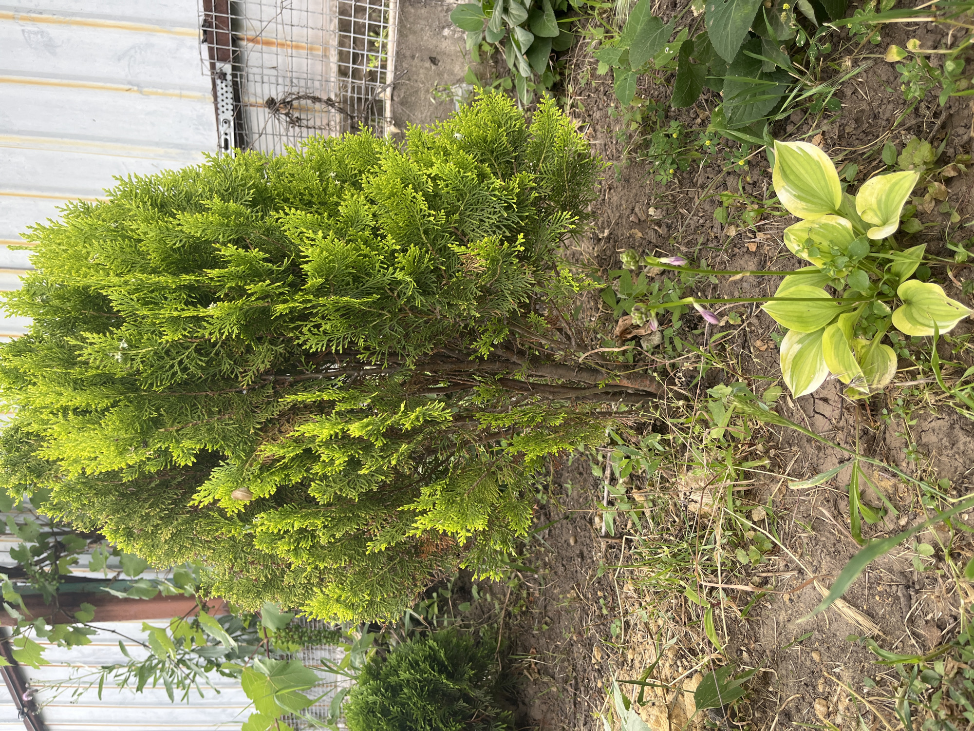 A vertical, eye-level, medium shot captures a close-up view of a vibrant green evergreen bush. The bush is full and dense, with finely textured foliage that appears to be a type of cypress or cedar. It occupies the majority of the left side of the frame, with its branches extending slightly into the foreground. To the right of the bush, a small patch of hosta plants with variegated green and yellow leaves is visible. The ground surrounding the plants is covered in dry soil, scattered with small green weeds, blades of grass, and some dry twigs. In the background, a section of a white corrugated metal fence or wall is partially visible on the far left, with a metal mesh fence attached to it. A narrow, dark brown wooden beam runs horizontally across the upper portion of the background. The scene appears to be outdoors, possibly a garden, on a clear day, given the bright illumination and the general appearance of the vegetation. There are no people or animals in the image, and no discernible text is present. The overall impression is one of a well-maintained, though somewhat wild, garden corner.