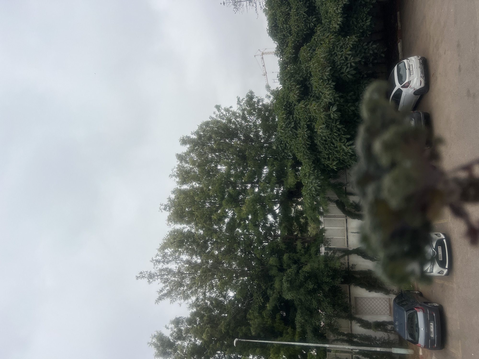 This image depicts an outdoor urban or suburban scene in Casablanca, Morocco, identified by the visible Moroccan license plates on the vehicles (e.g., "35809 | و 6" and "23759 - 78," where '6' and '78' are regional codes for Casablanca). The weather is overcast with a grey sky, where a faint dark speck (possibly a bird) is visible in the upper left and a yellow construction crane is present in the upper right.
In the immediate foreground, a section of green foliage is heavily blurred. The midground features a paved parking area with three parked automobiles. From left to right: a dark grey Renault, a white Toyota Yaris facing the viewer, and a white Ford Fiesta with a black roof facing away from the viewer. A grey streetlight pole stands vertically on the far left.
Behind the parking area, a white wall runs horizontally, partially covered by climbing vines and featuring a light-colored, grated door slightly left of center. A dense row of tall, slender evergreen trees and broader-leaved trees forms a prominent green backdrop, extending upwards to meet the sky and obscuring further background elements. No people are visible in the scene.