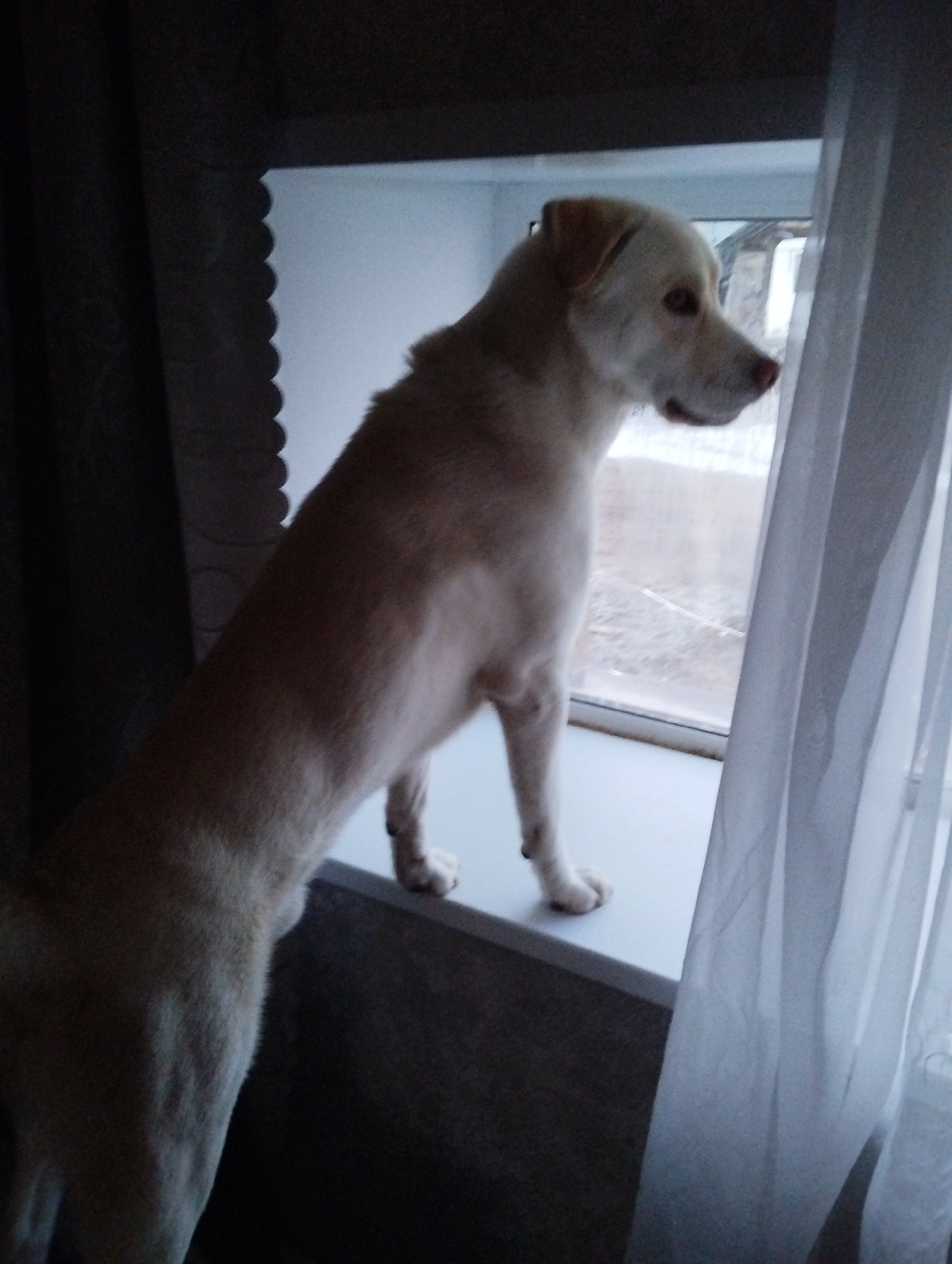 A light-colored dog stands on a windowsill, looking out of a window. A white curtain hangs to the right of the dog. The location may be in Grishanki, Russia, though there are no features to confirm this. The image is taken indoors. The environment appears to be a residential setting.