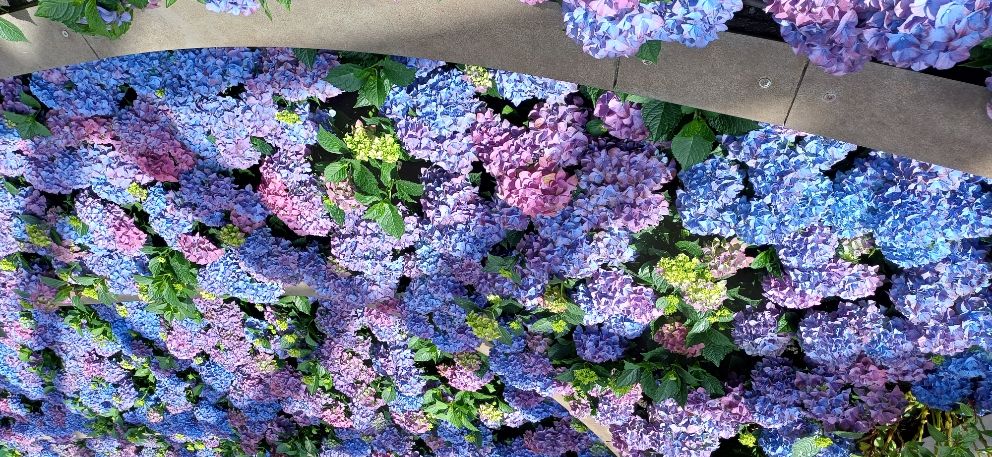 The image is a close-up, high-angle shot of a dense planting of hydrangeas. The flowers exhibit a gradient of colors, ranging from deep blues and vibrant purples to softer pinks and a few hints of pale green. The blooms are clustered together, forming large, rounded flower heads that fill the frame. Lush green leaves are interspersed among the flowers, providing a backdrop and contrast. The flowers are arranged along a curved edge, which appears to be a pathway or border, constructed from textured concrete or stone. This border is visible on the right side of the image and runs diagonally. There are no people or animals visible in the scene. The overall impression is one of abundant natural beauty, suggesting a garden or park setting. The image is set in Map Ta Phut, Thailand.