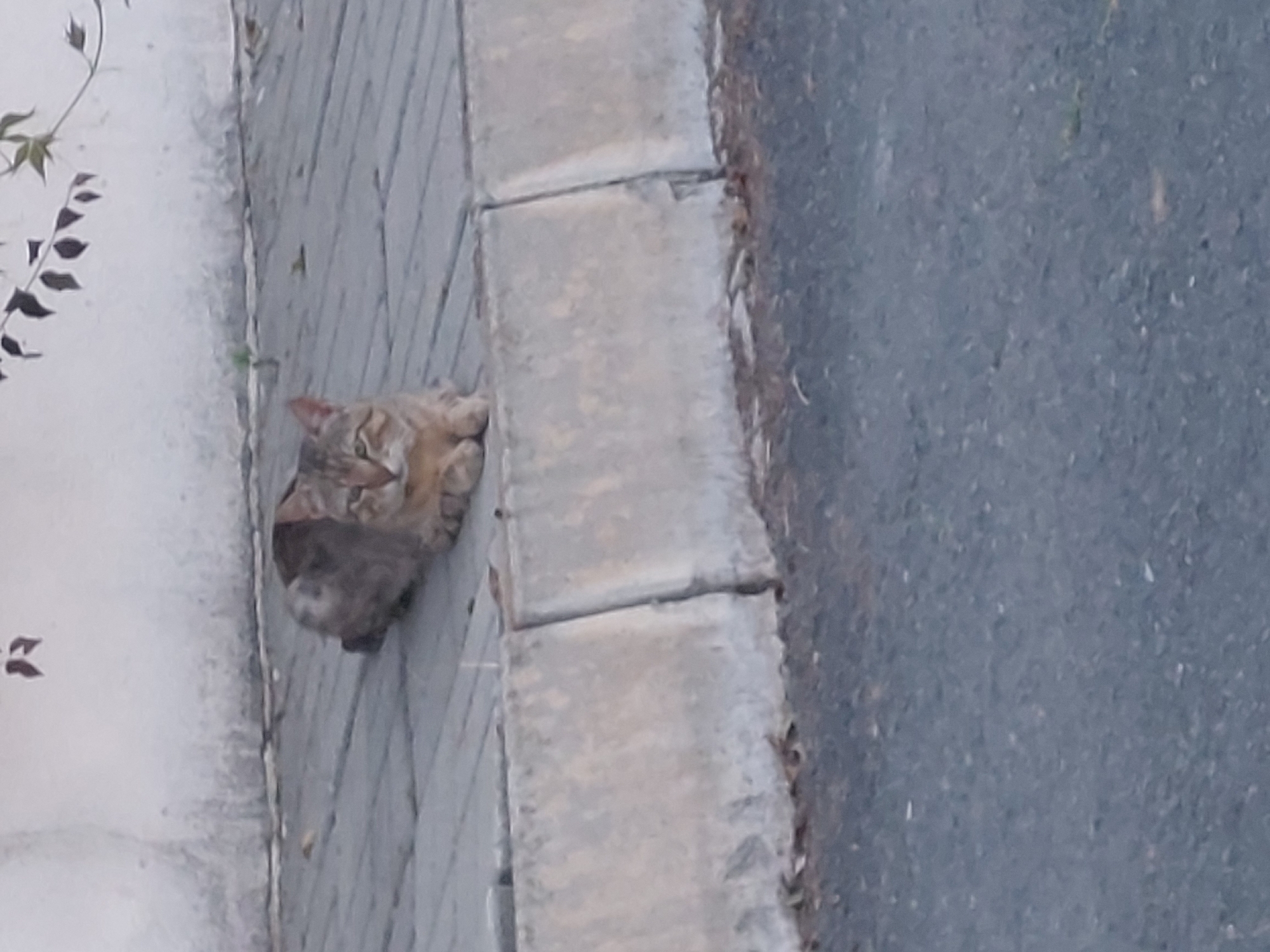A tabby cat is curled up on a brick sidewalk in Tsarevo, Bulgaria. The sidewalk borders a gray road surface. A white wall with a vine is adjacent to the sidewalk.