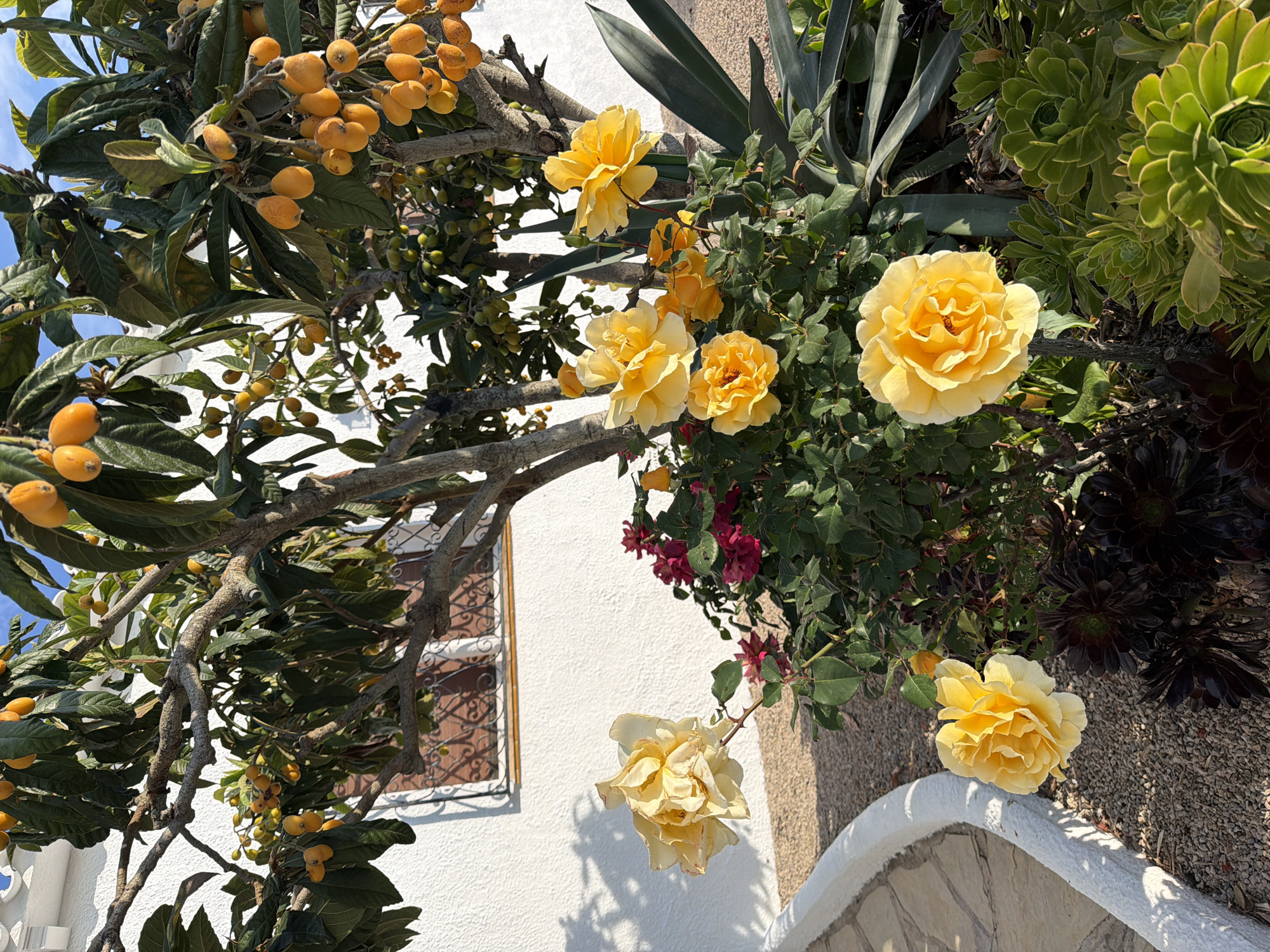 The photograph depicts a vibrant corner of Mont-roig del Camp, Spain, showcasing a juxtaposition of flora and architecture. A loquat tree laden with ripe orange fruits extends across the upper and left sections of the frame. Its green leaves provide a backdrop to the fruits. Yellow roses in full bloom adorn the right side of the scene, their petals catching the sunlight. Succulents, varying from light green to dark maroon, flank the roses, adding textural diversity.
Behind the foliage, a white building with a window featuring an ornamental metal grille is partially visible. Below the roses, a stone wall with a white coping adds a structured element to the scene. The composition emphasizes the interplay between the natural and built environments, capturing a moment of color and texture in the Spanish town.